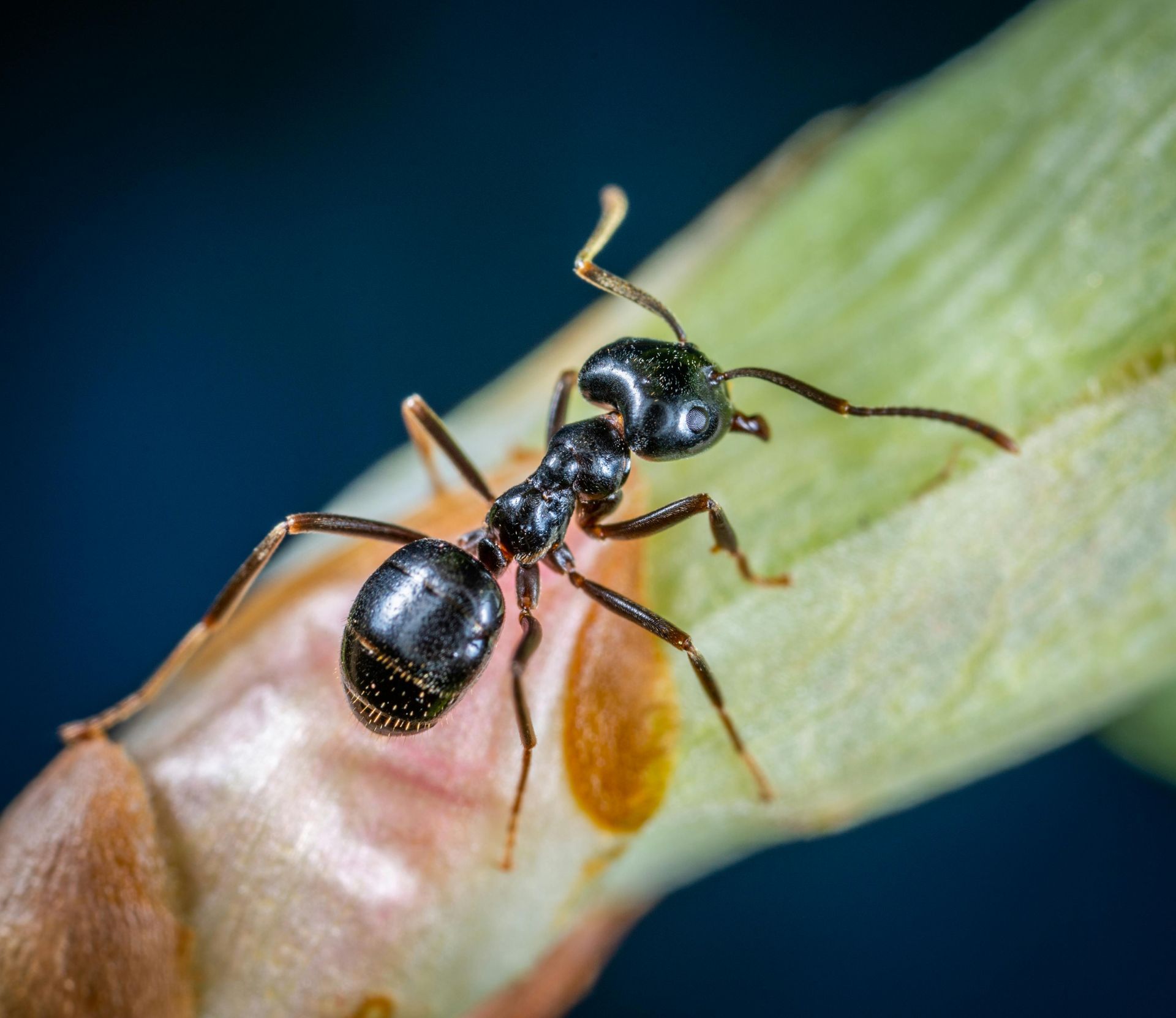 A black ant is sitting on a green leaf