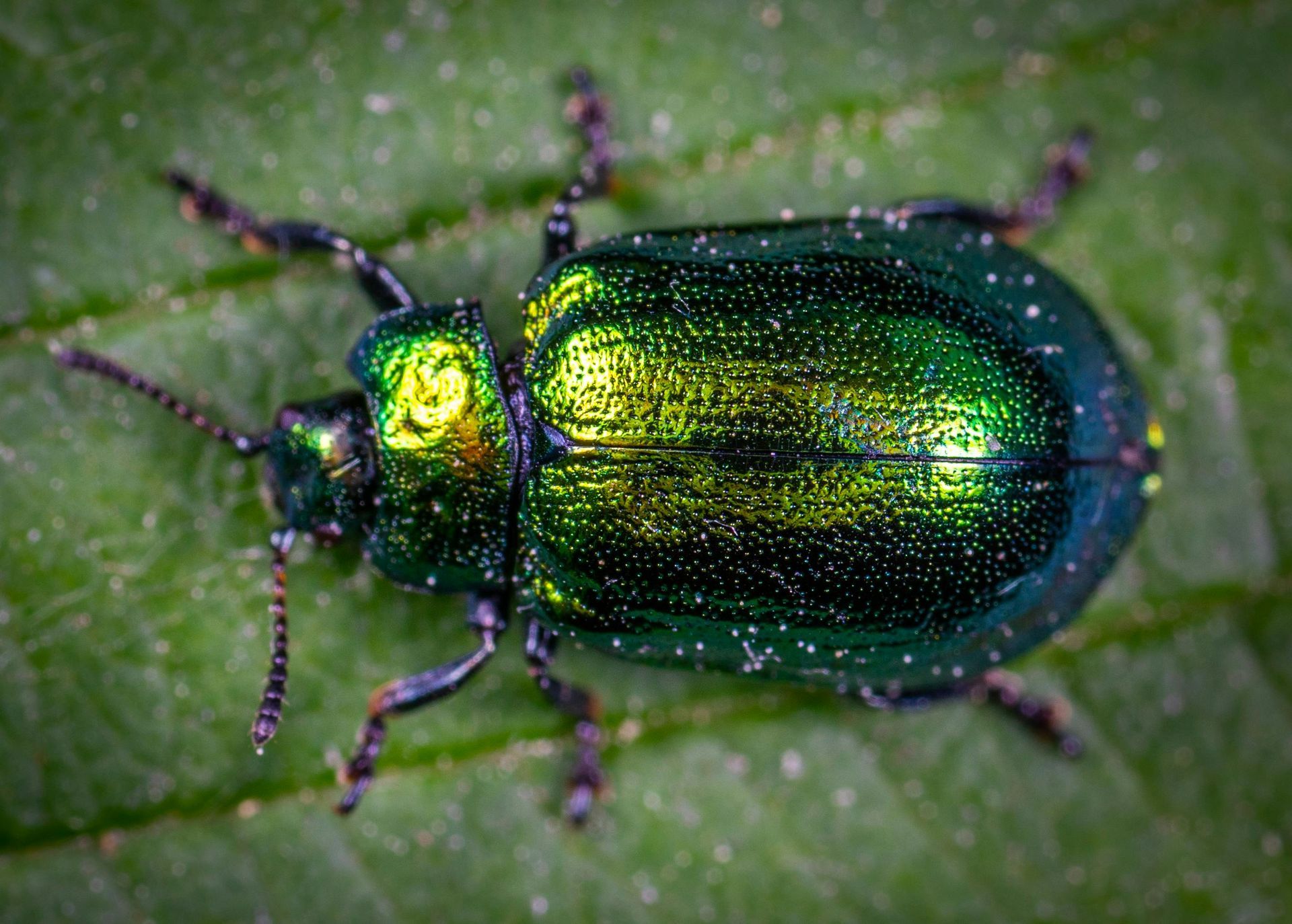 A green beetle is sitting on a green leaf.