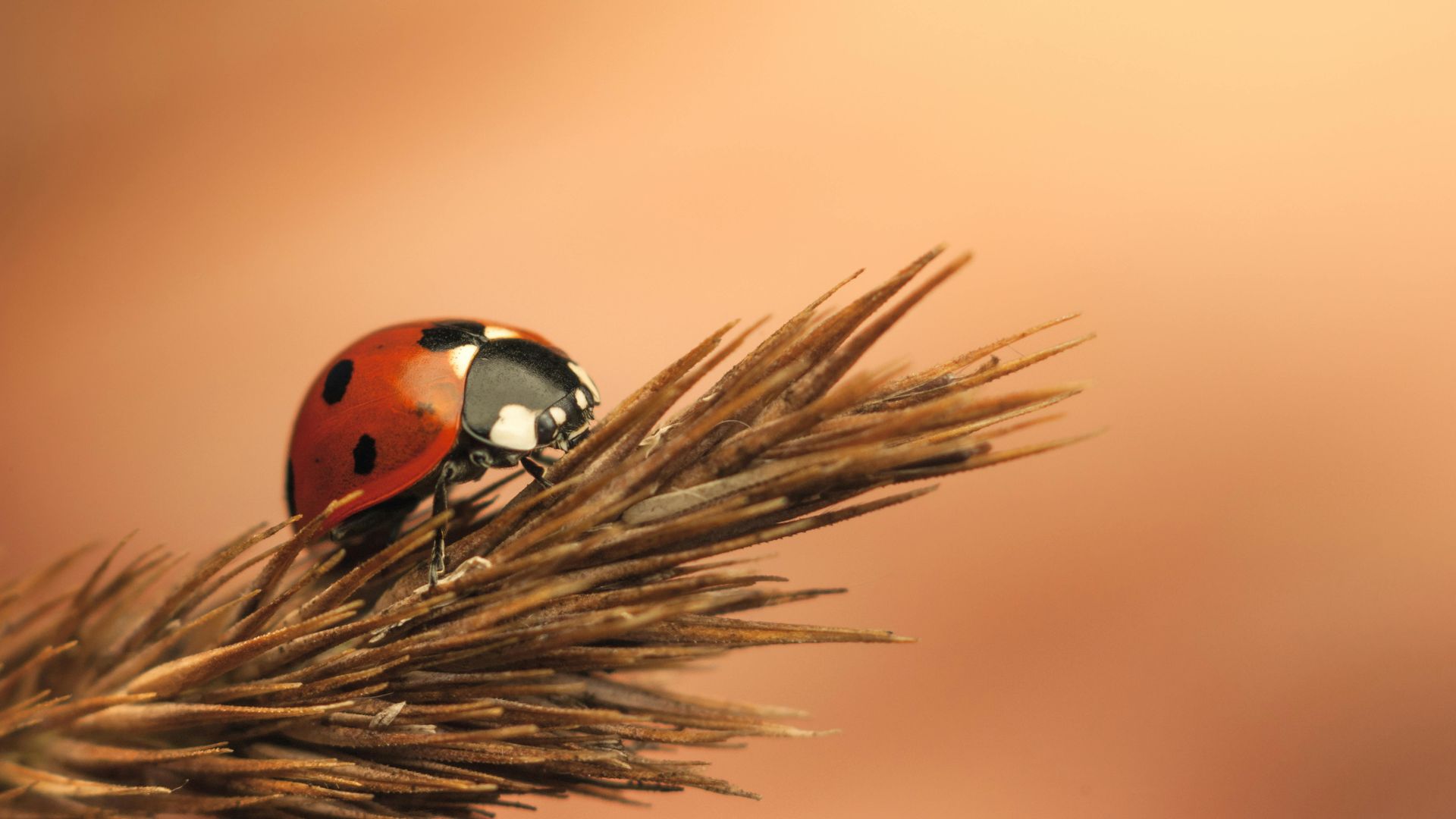 A ladybug is sitting on a plant branch.