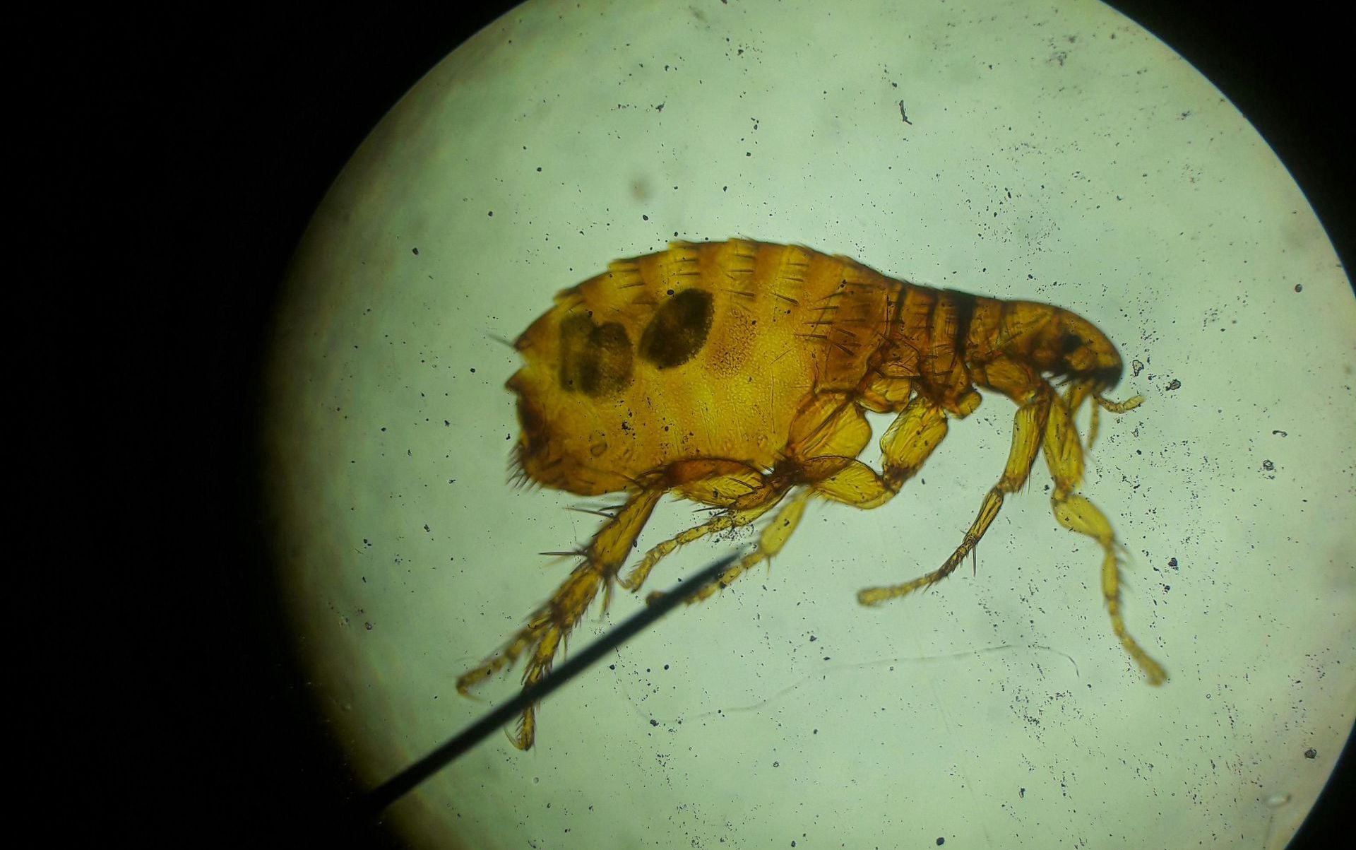 A close up of a flea under a microscope.