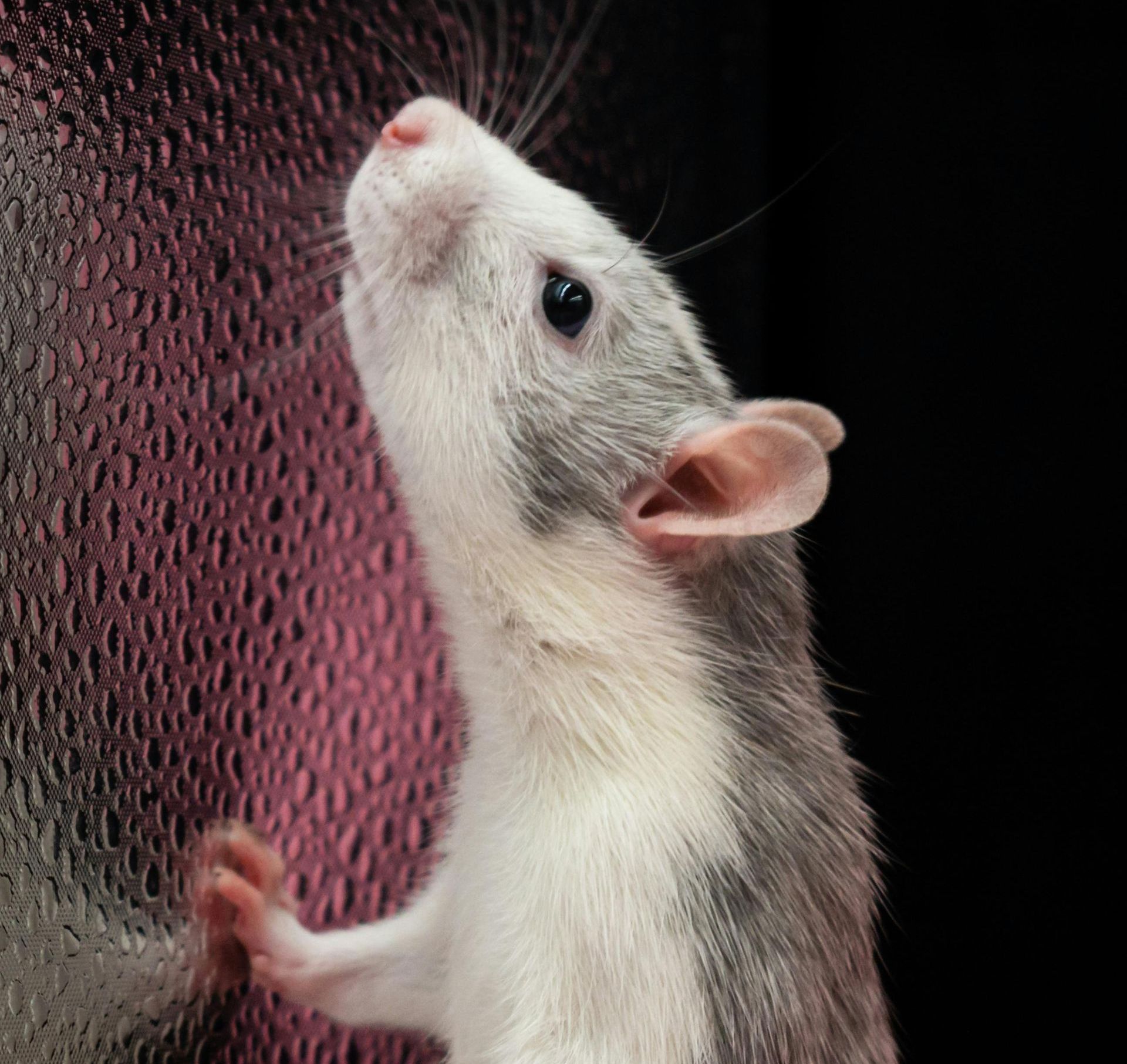 A close up of a rat looking up at something.