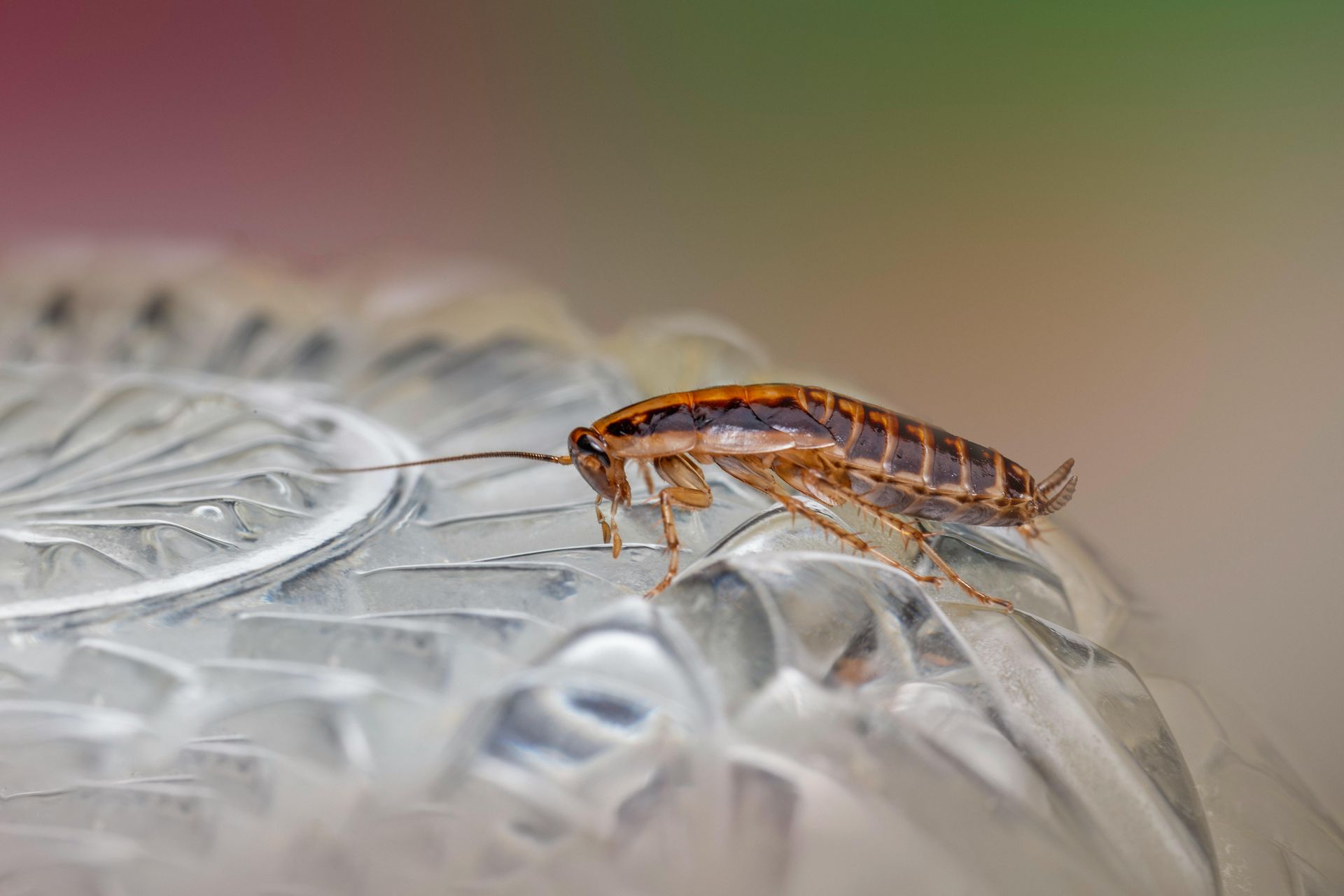 A cockroach is sitting on top of a glass plate.