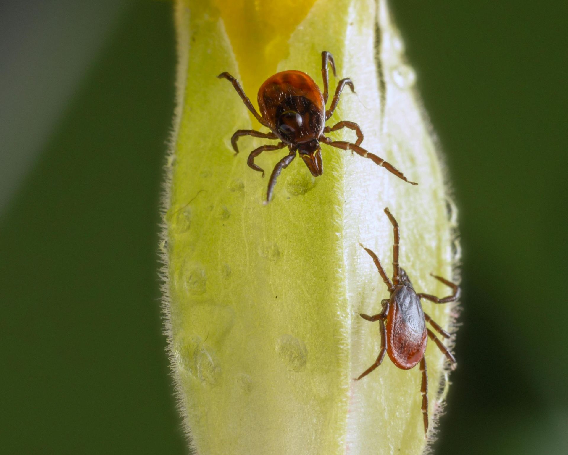 Two ticks are sitting on a yellow flower.