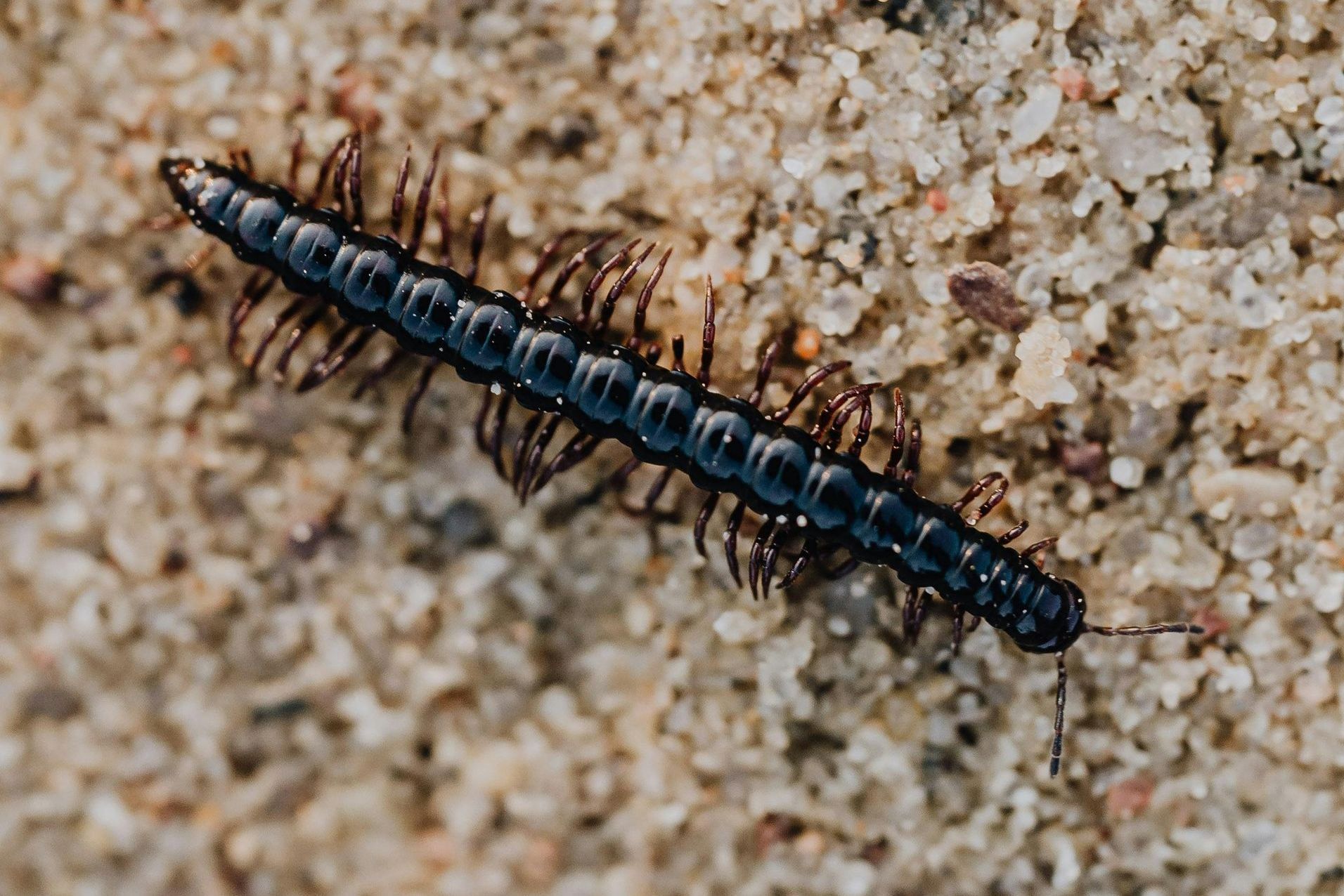 A close up of a centipede crawling on the ground.