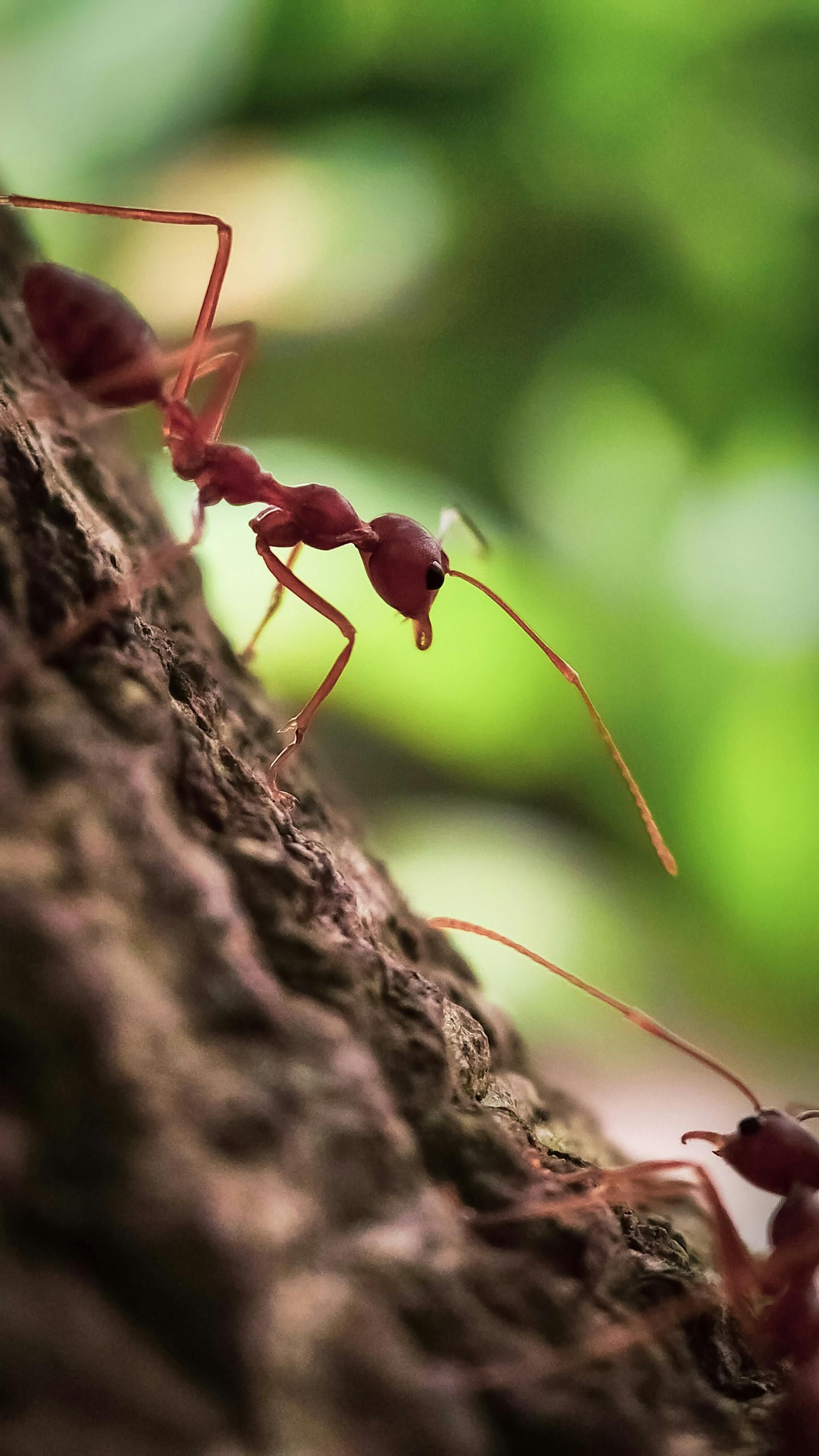 Two red ants are walking on a tree trunk.