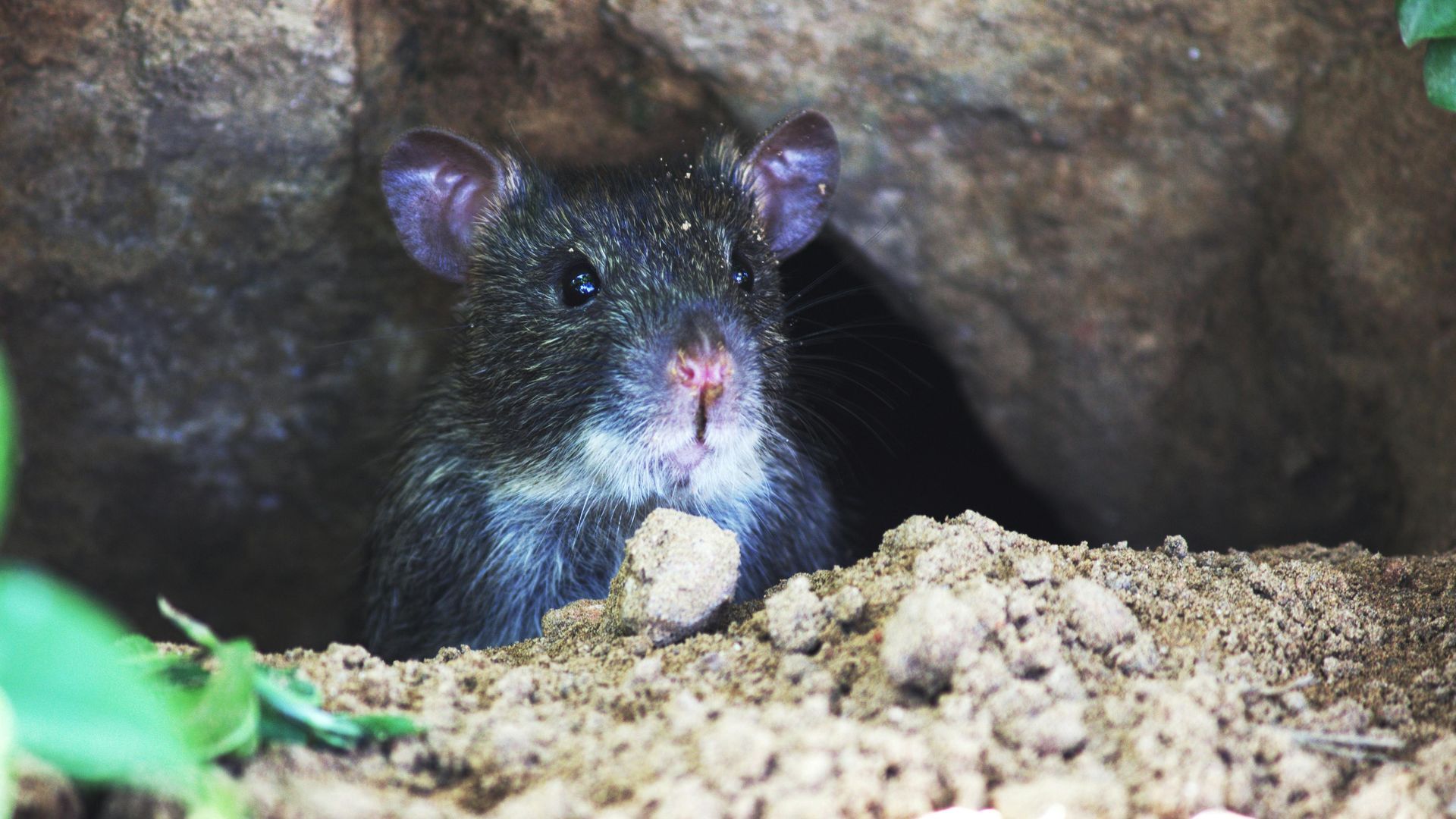 A rat is looking out of a hole in the ground.