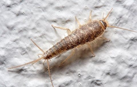 A close up of a silverfish crawling on a wall.