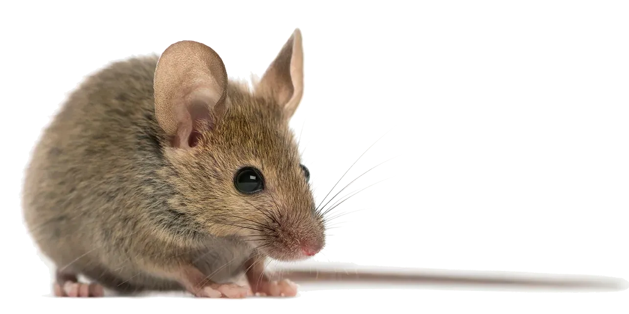 A mouse is sitting on a white surface and looking at the camera.