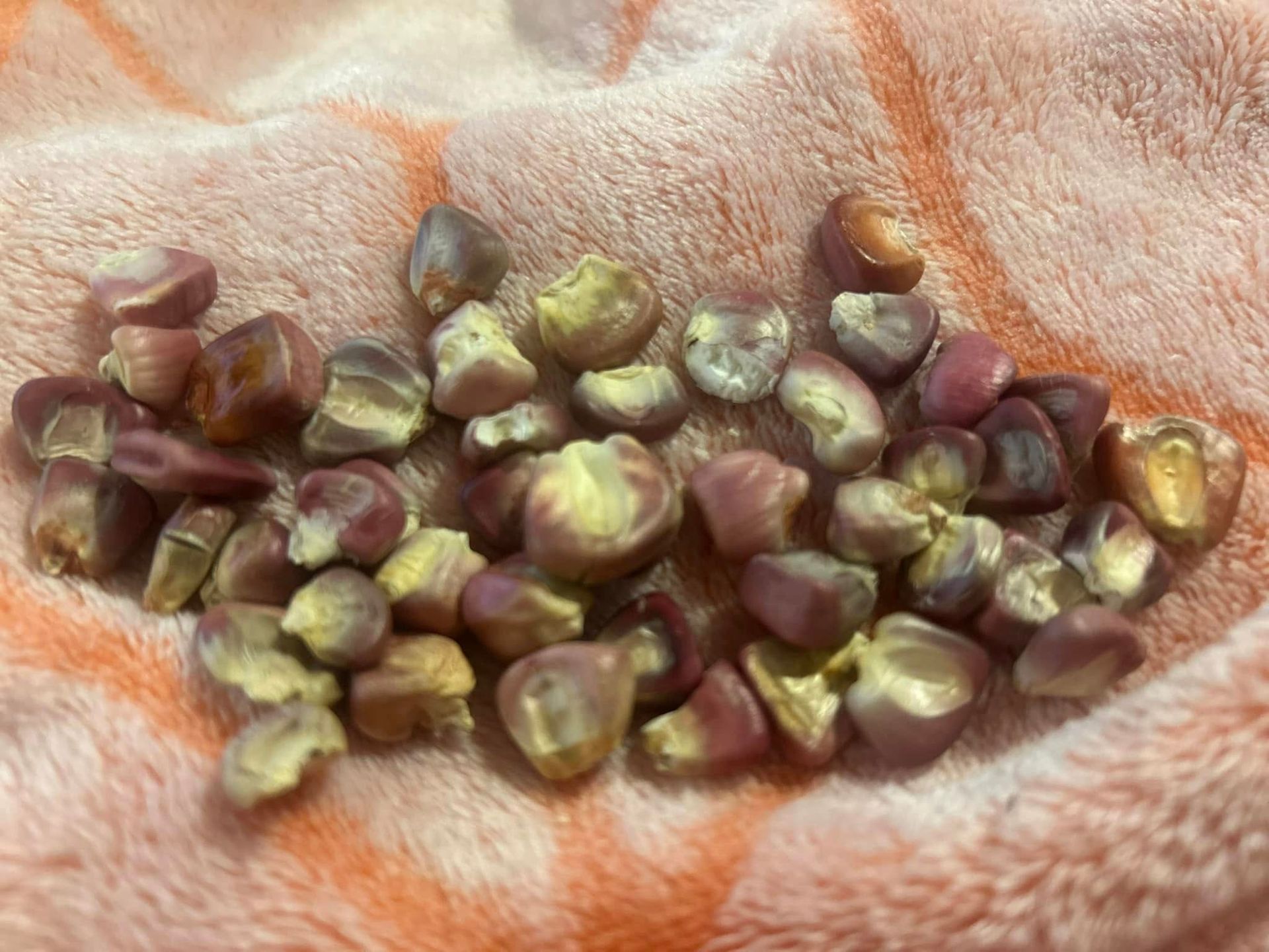 A person is holding a pile of corn kernels in their hand.