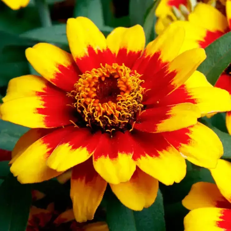 A bunch of yellow and red flowers with red centers