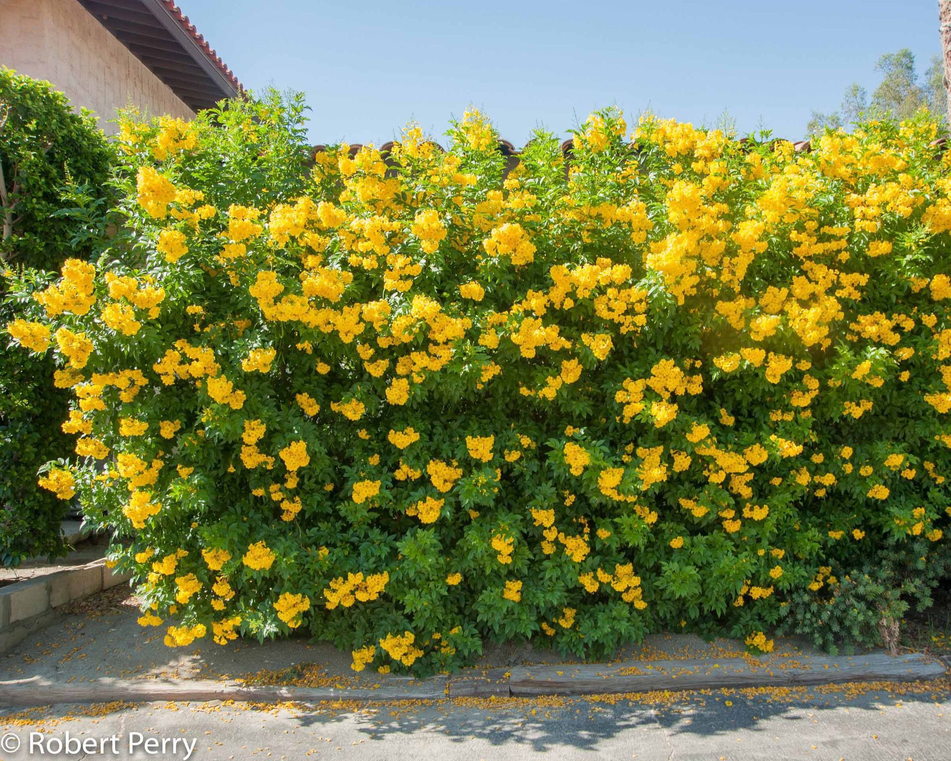 A close up of a bush with yellow flowers and green leaves.