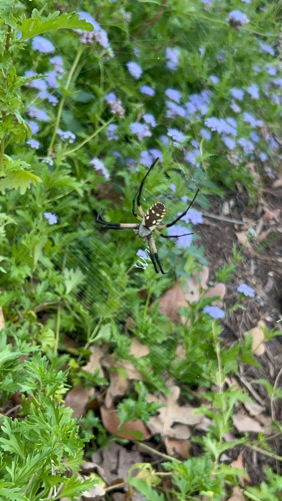 A bush with purple and white flowers and green leaves.