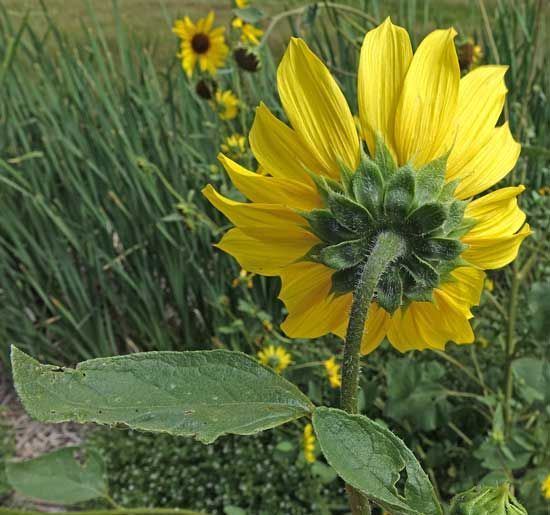 A bunch of sunflowers are growing in front of a stone wall.