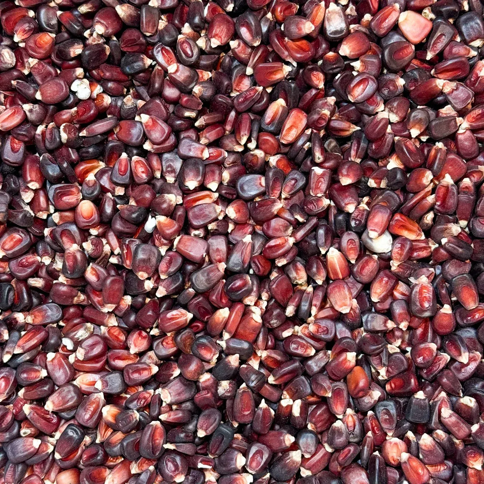 A close up of a red corn on the cob