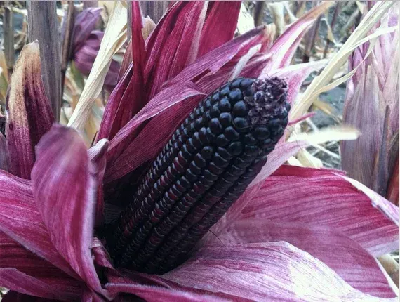 A close up of a purple corn on the cob