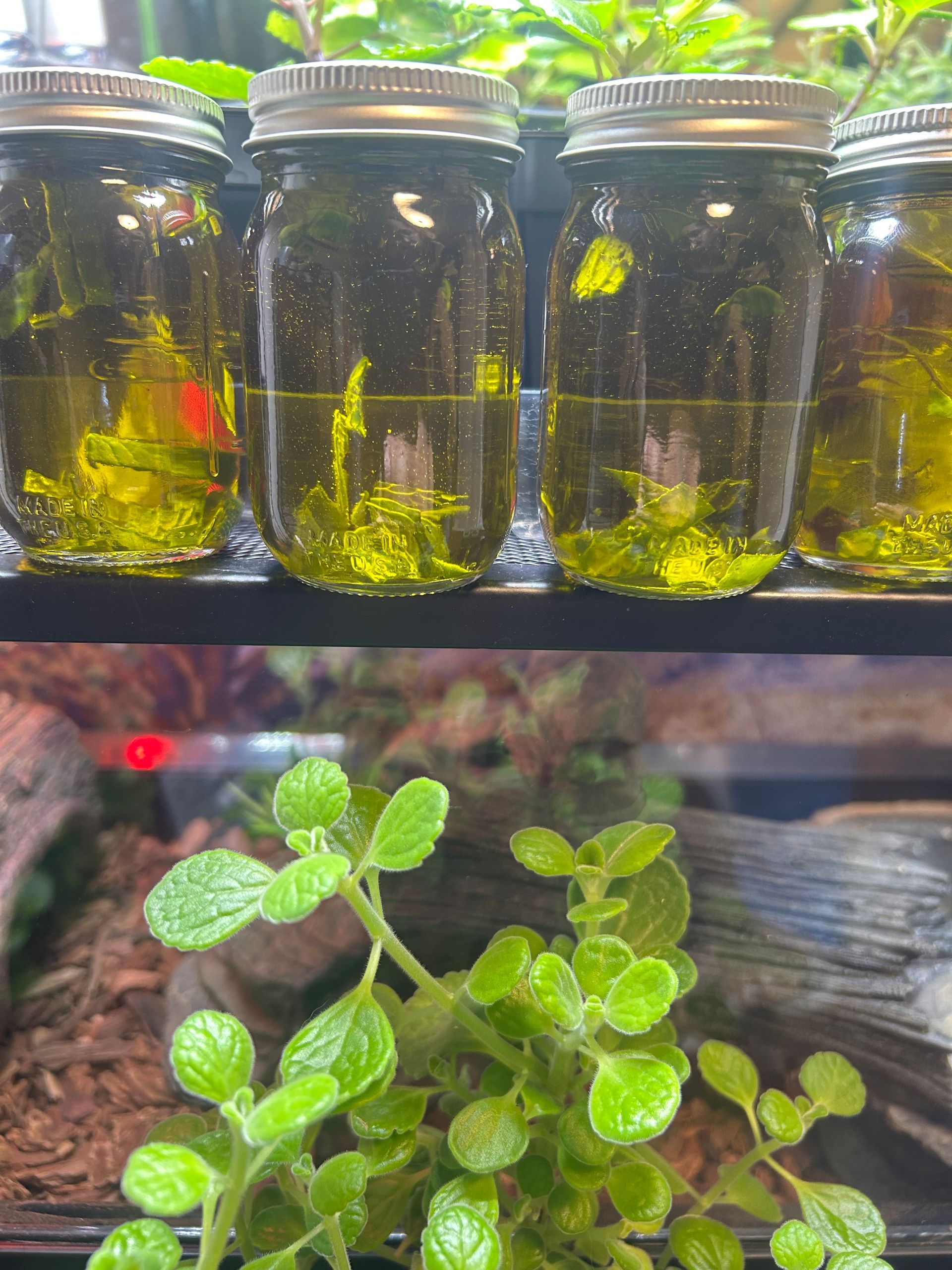 A row of jars filled with yellow liquid are sitting on a shelf next to plants.