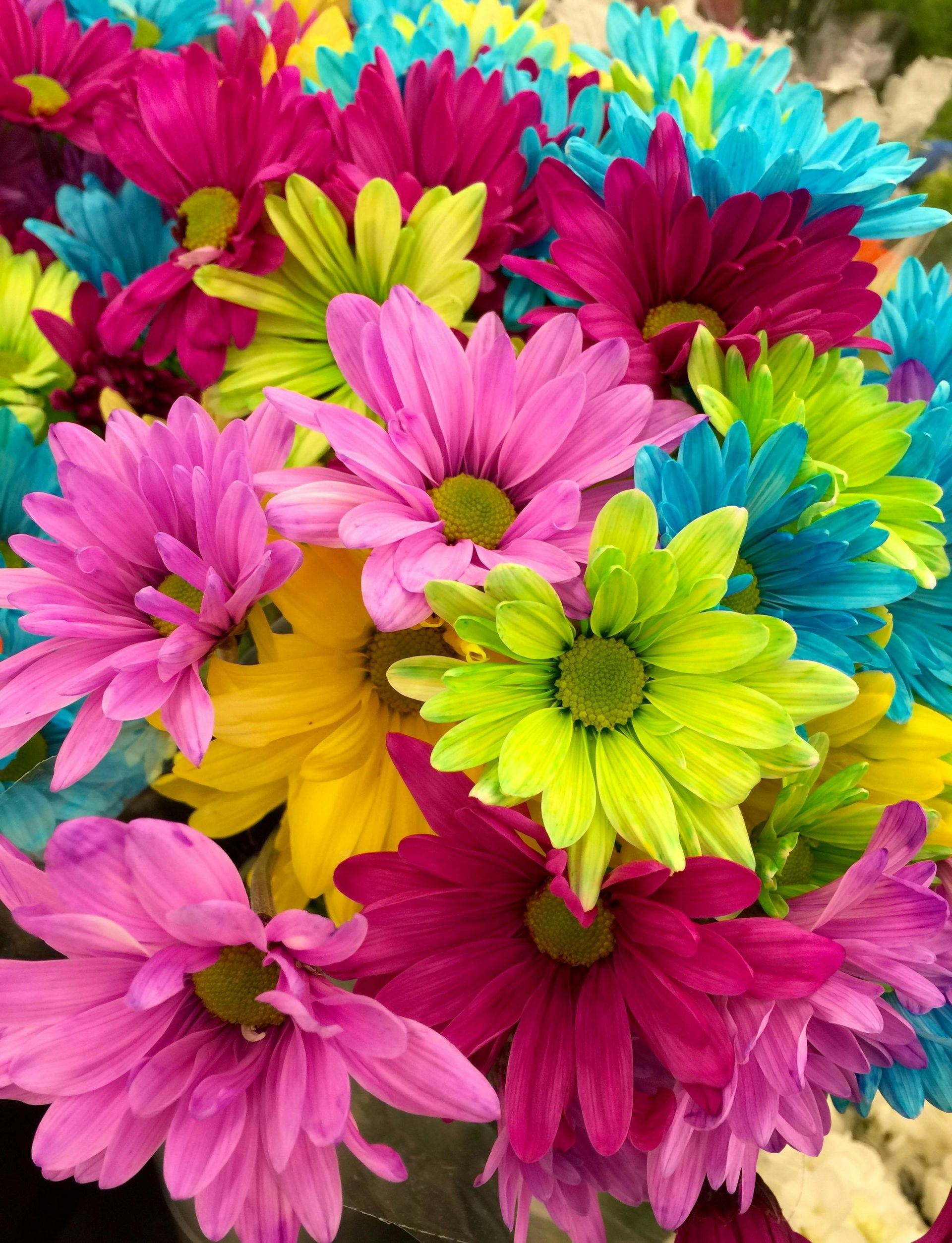 A bunch of colorful daisies are sitting on top of each other.