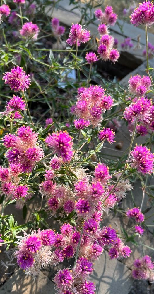 A row of pink flowers growing on the side of a road.