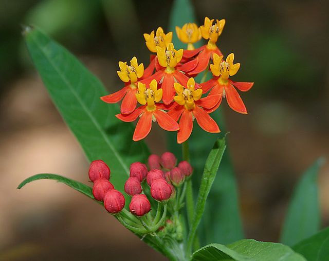 A close up of a butterfly on a flower