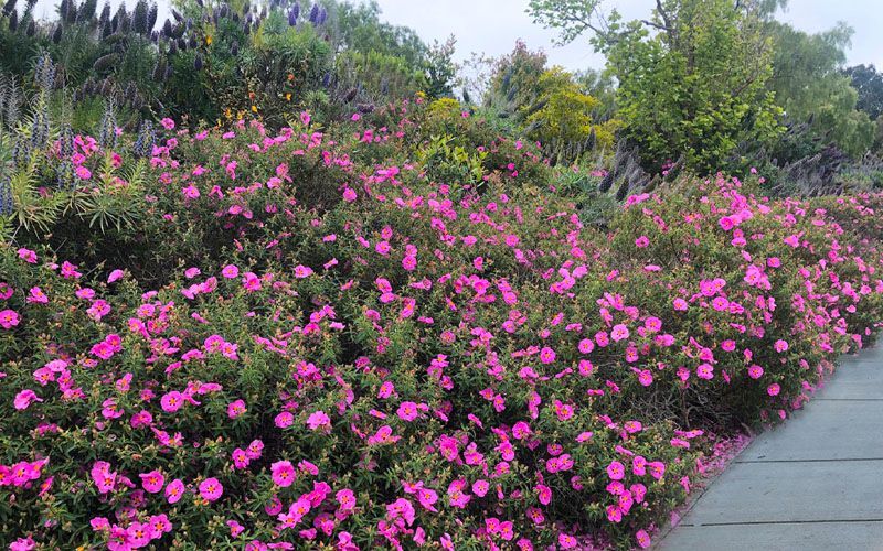 A pink flower with a yellow center is surrounded by green leaves.
