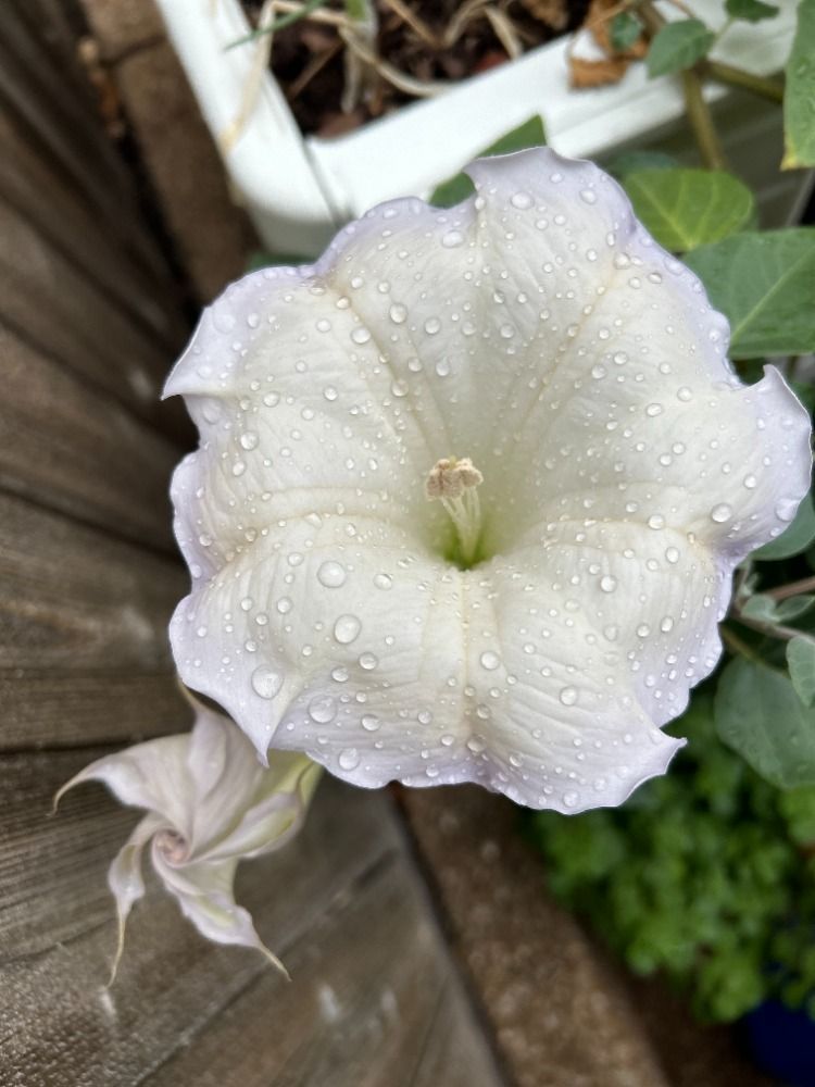 A close up of a white flower with green leaves in the background.