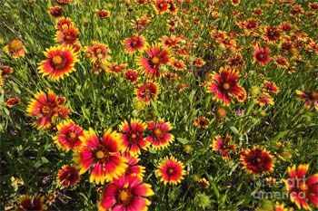 A close up of a red and yellow flower in a garden