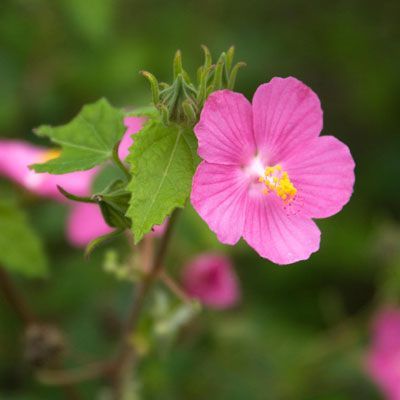 A pink flower with a yellow center is surrounded by green leaves.