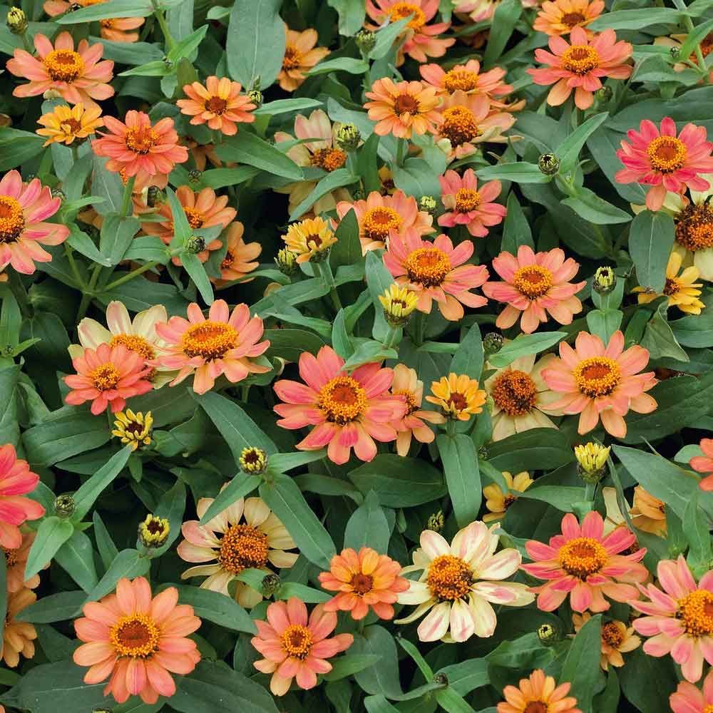 A close up of a bunch of pink and yellow flowers in a garden.