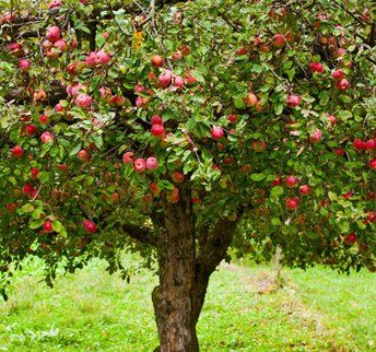 apple tree