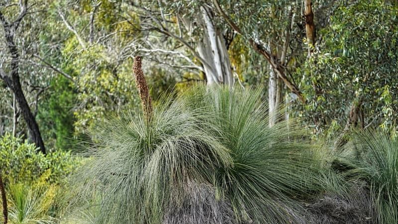A Lush Green Forest With Trees and Shrubs Surrounding a Path — Mainline Plumbing & Civil Pty Ltd In Gilgandra, NSW