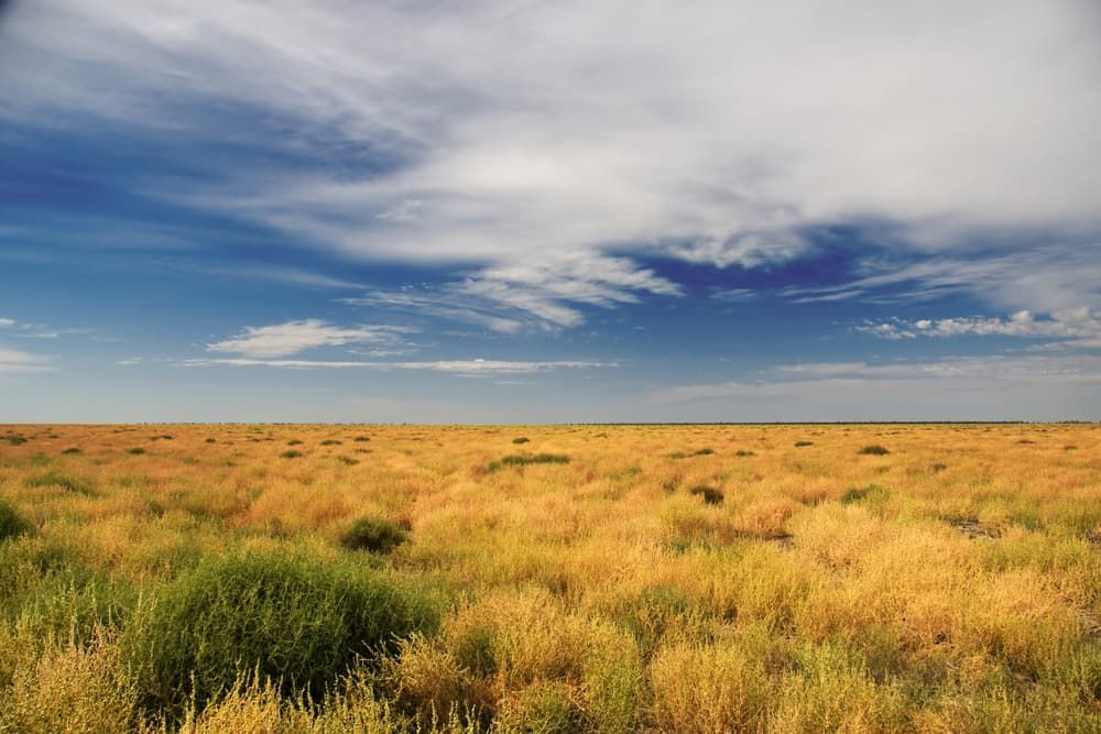 A Field of Tall Grass With a Blue Sky in the Background — Mainline Plumbing & Civil Pty Ltd In Bourke, NSW