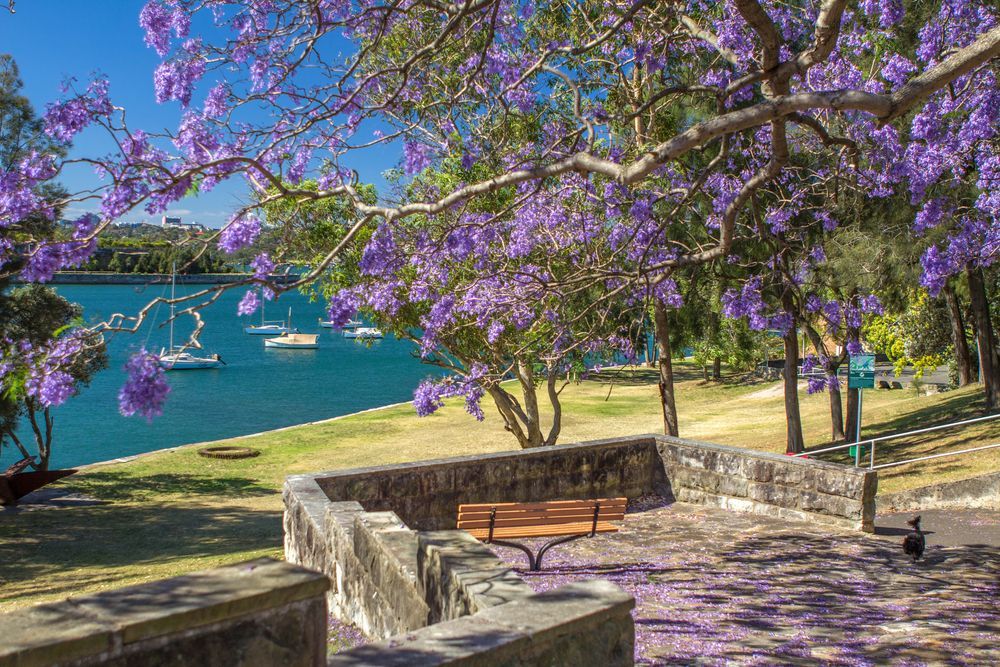 A Park With Purple Flowers and a Bench Overlooking a Body of Water — Mainline Plumbing & Civil Pty Ltd In Balmain, NSW
