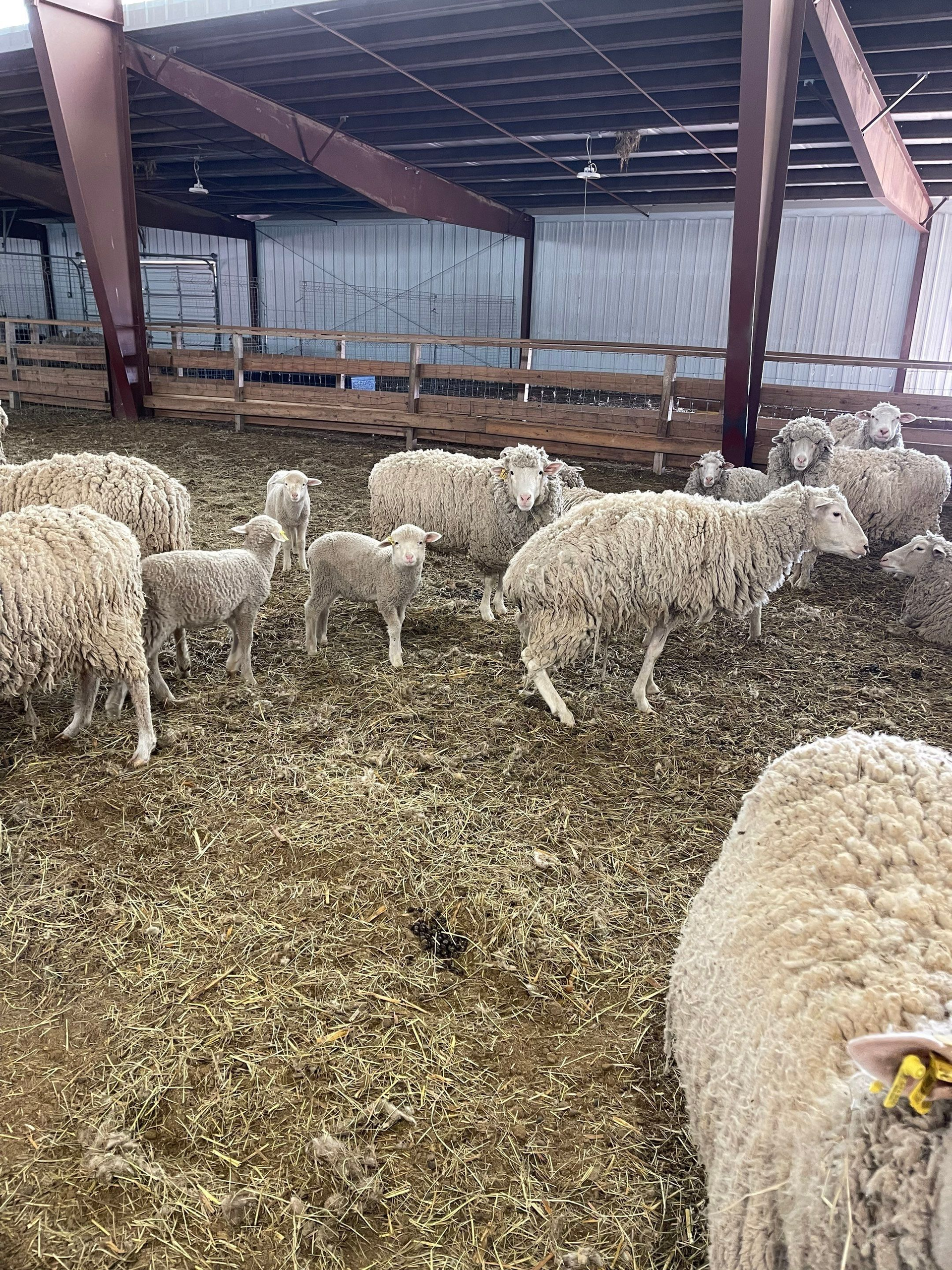 Sheep gathered inside a barn with hay-covered floor and metal support beams