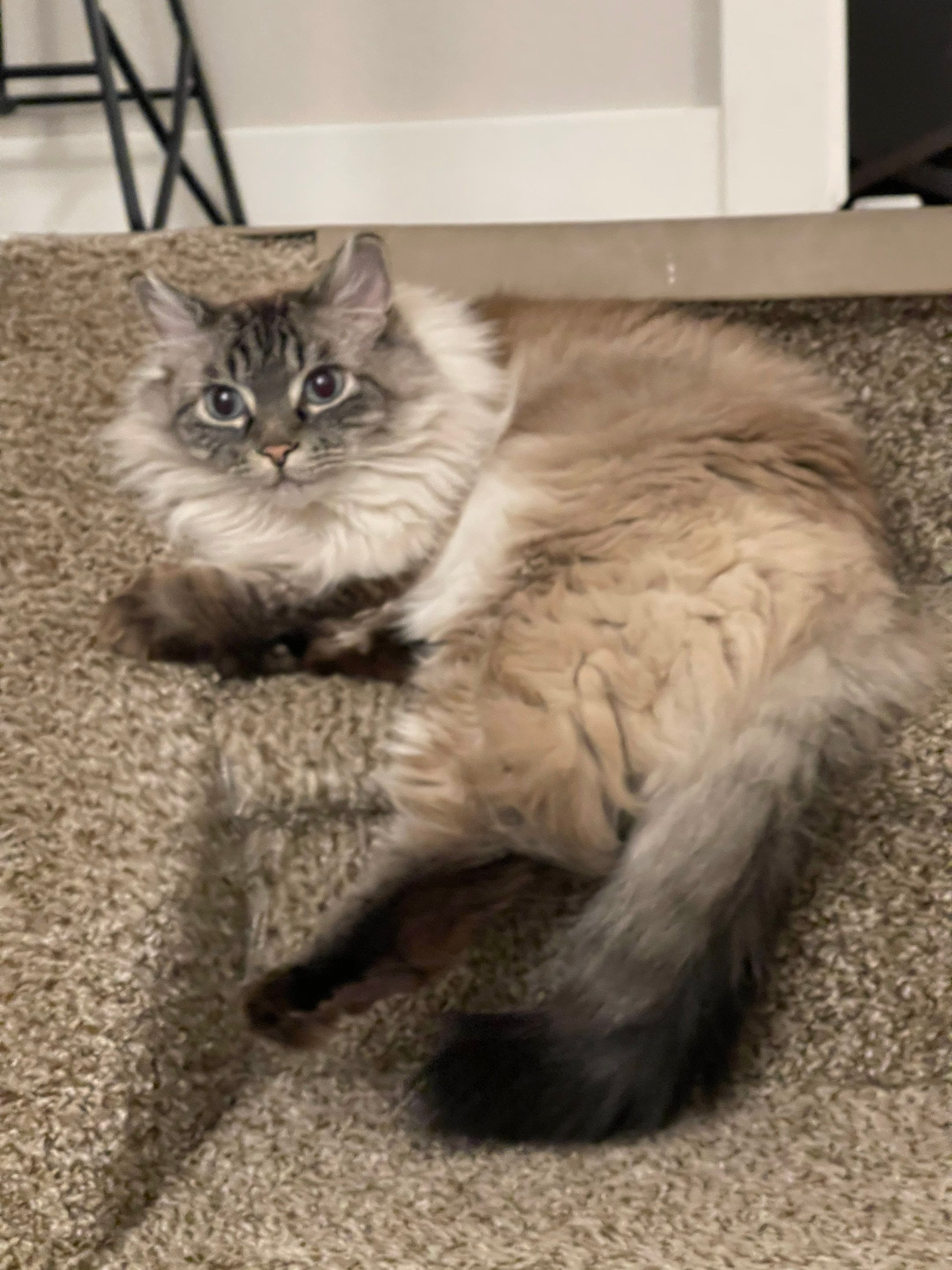 Fluffy gray cat with dark face and tail resting on a carpet indoors