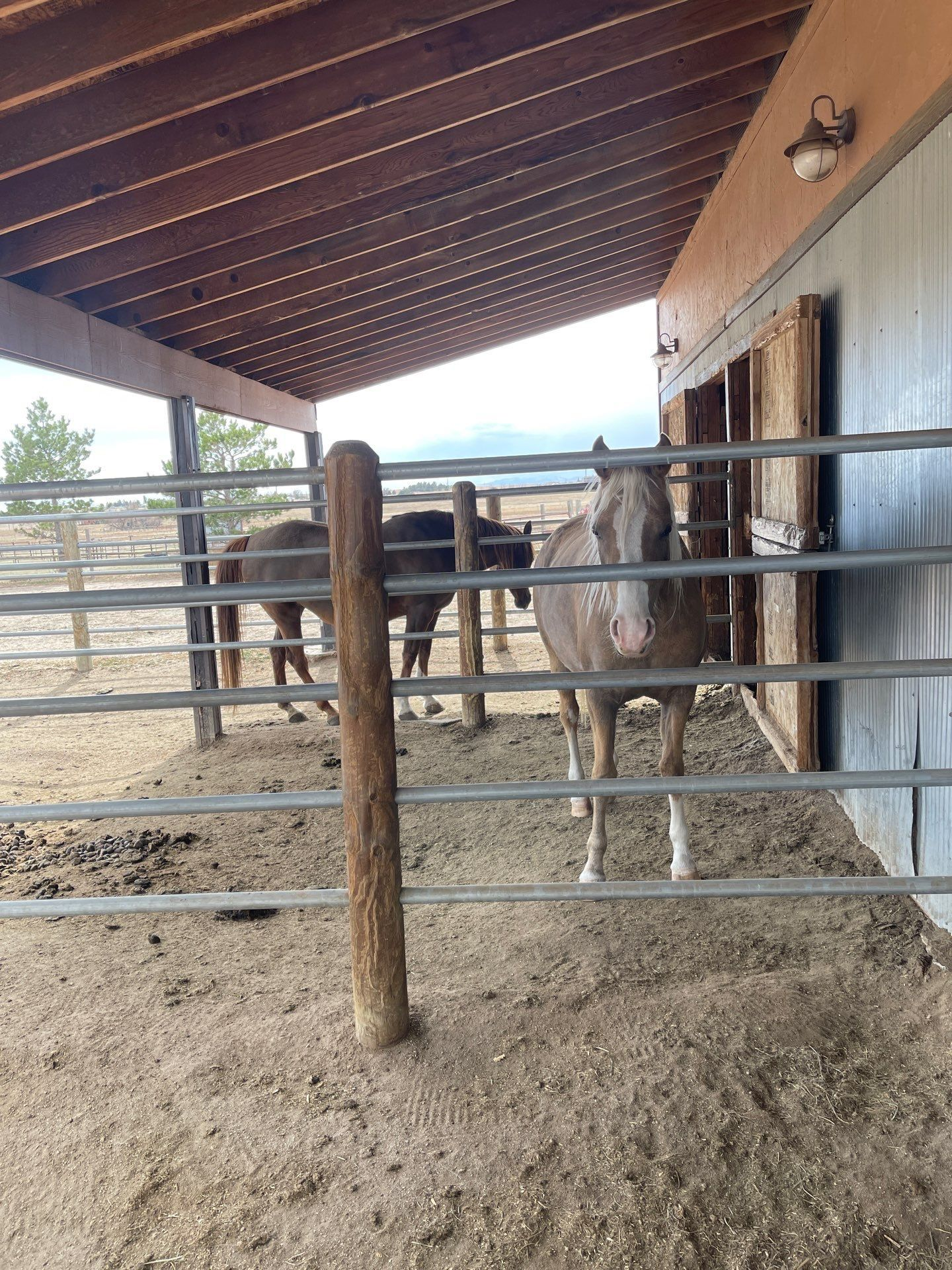 Two donkeys stand in a dusty stable behind metal gates under a slanted roof.