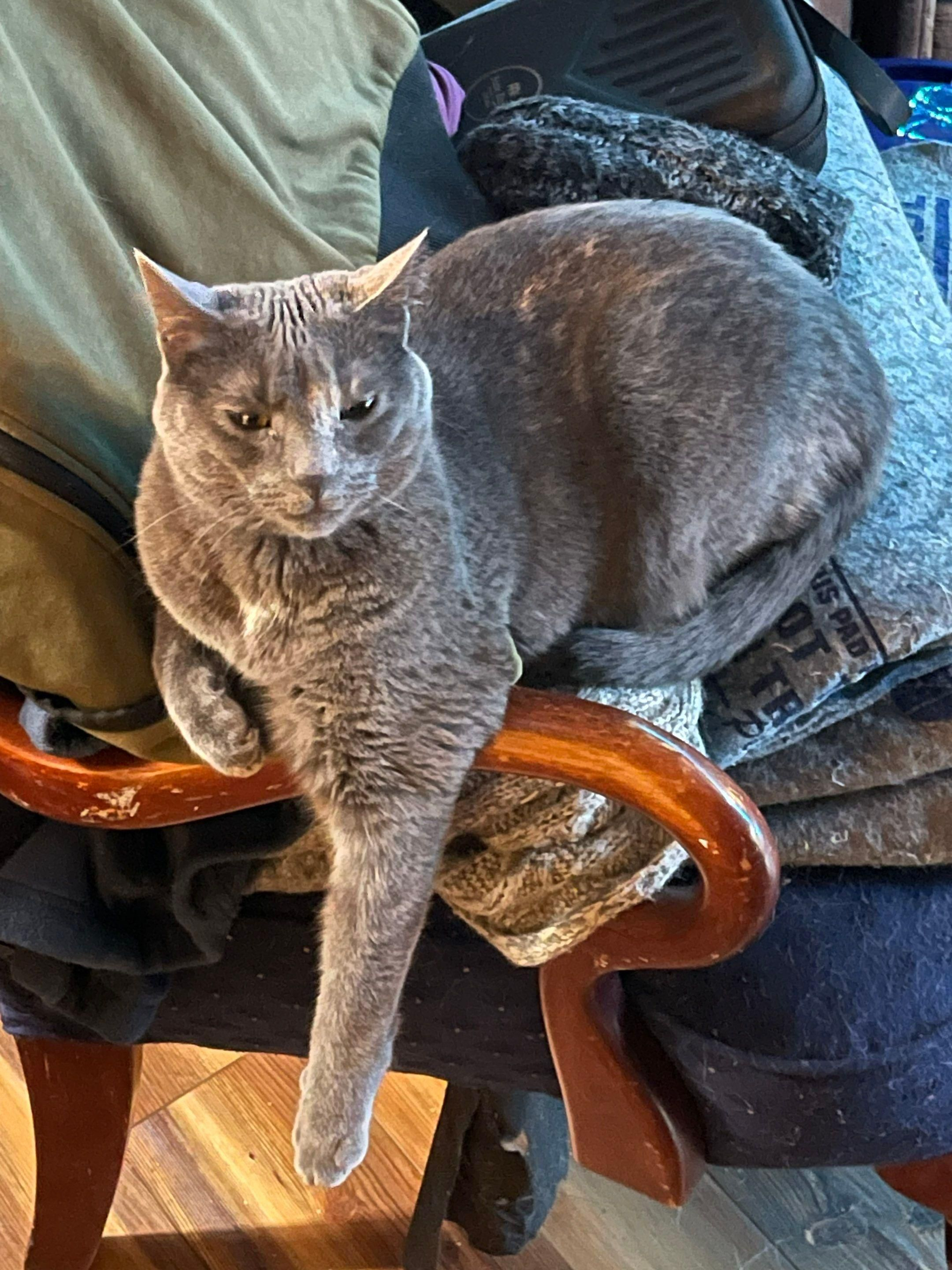 Gray cat lounging on a wooden chair with a dark blanket and sunlight on its front legs