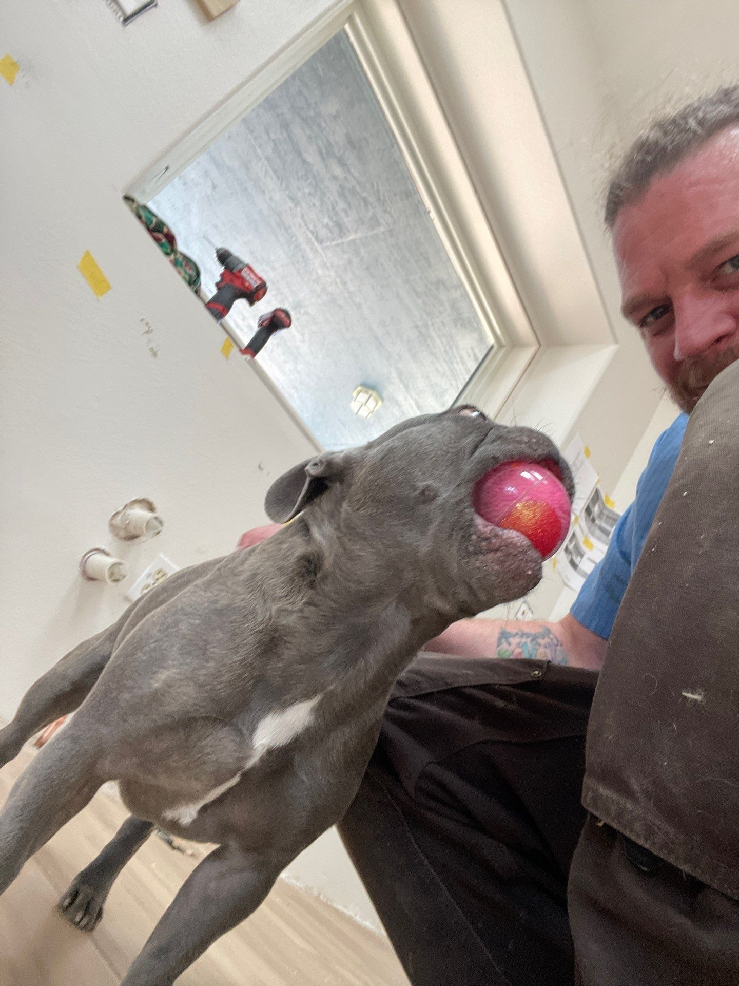 Gray dog holding a red ball near a smiling man on a couch, with a bathroom mirror in the background