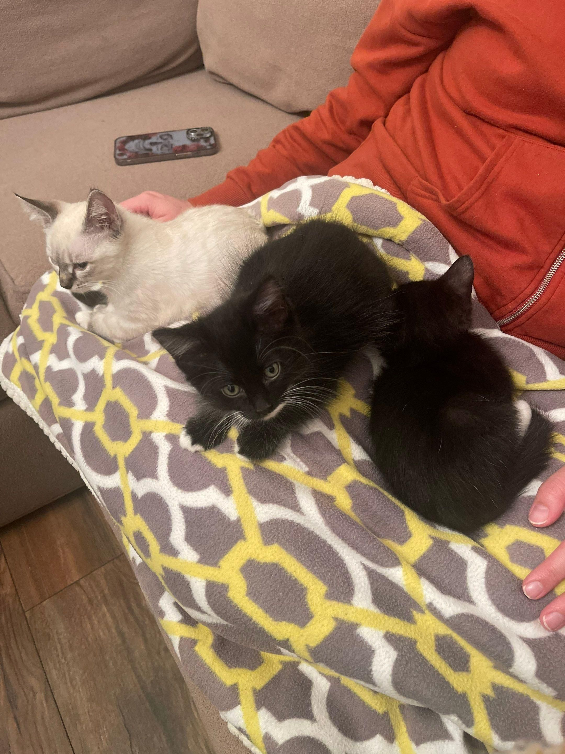 Three kittens cuddled on a gray-and-yellow blanket on a couch