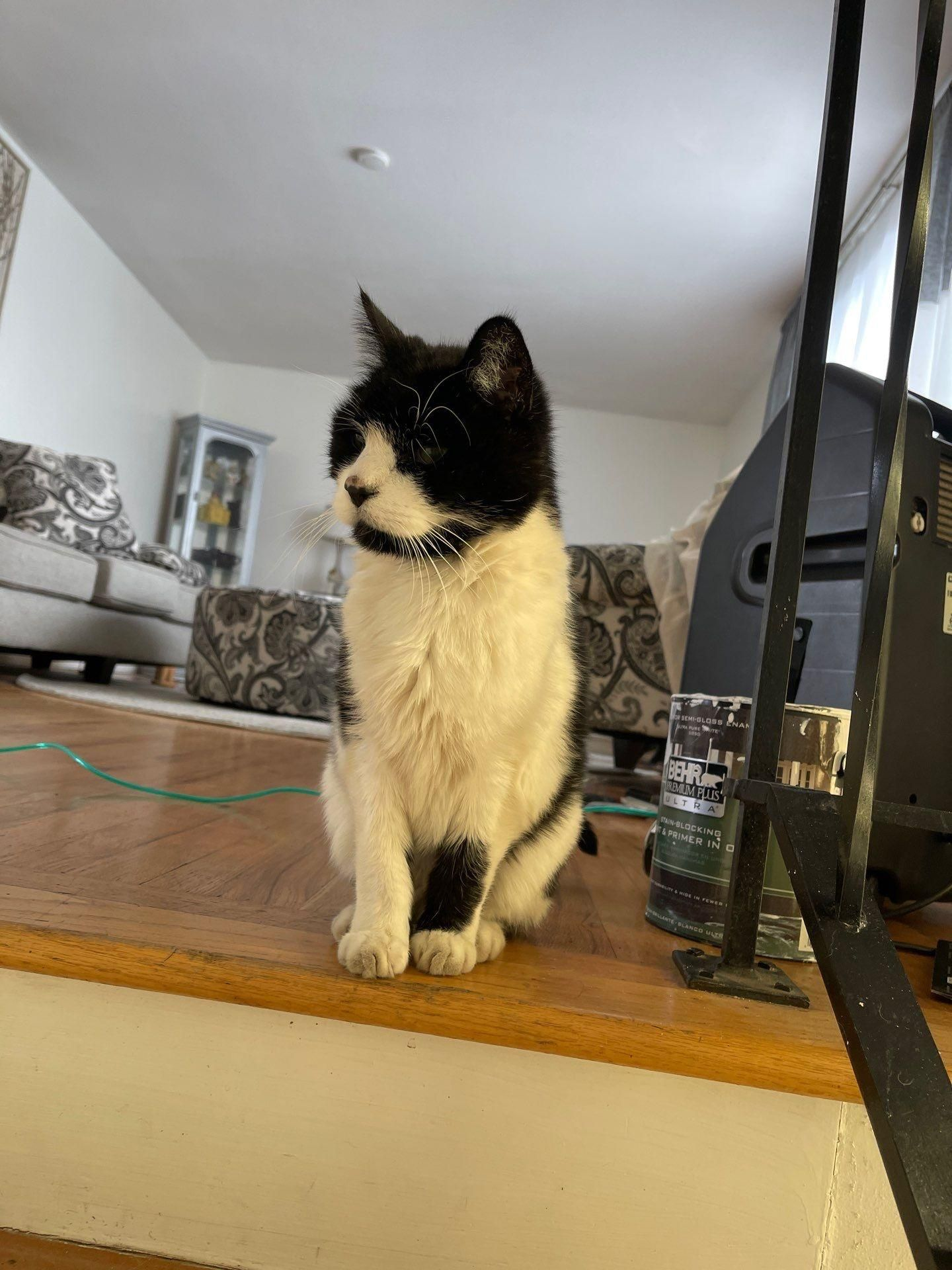Black-and-white cat sitting on a wooden ledge in a living room, looking to the left.