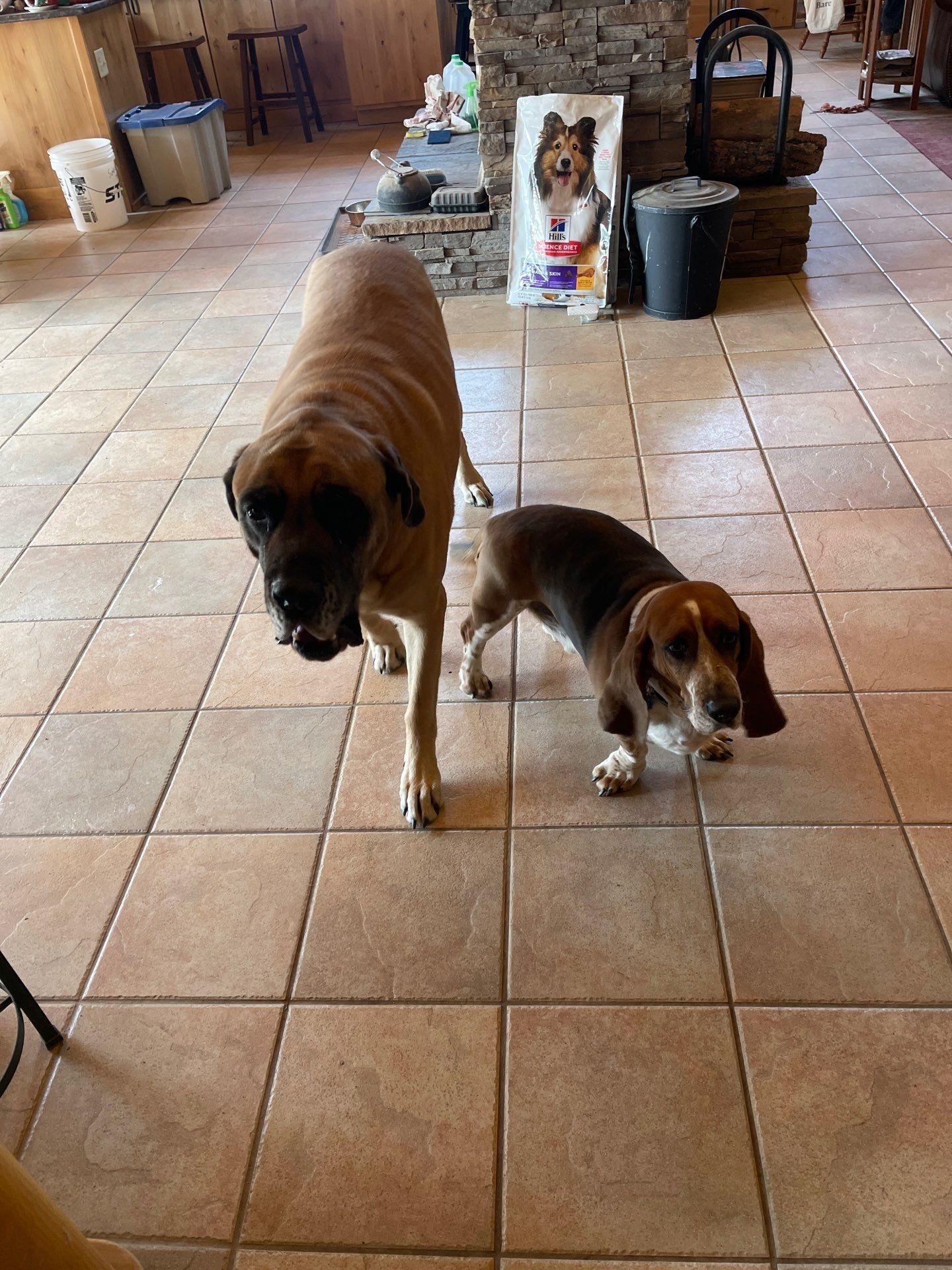 Two dogs walking on a tiled floor indoors, one large brown dog and one small tricolor puppy.