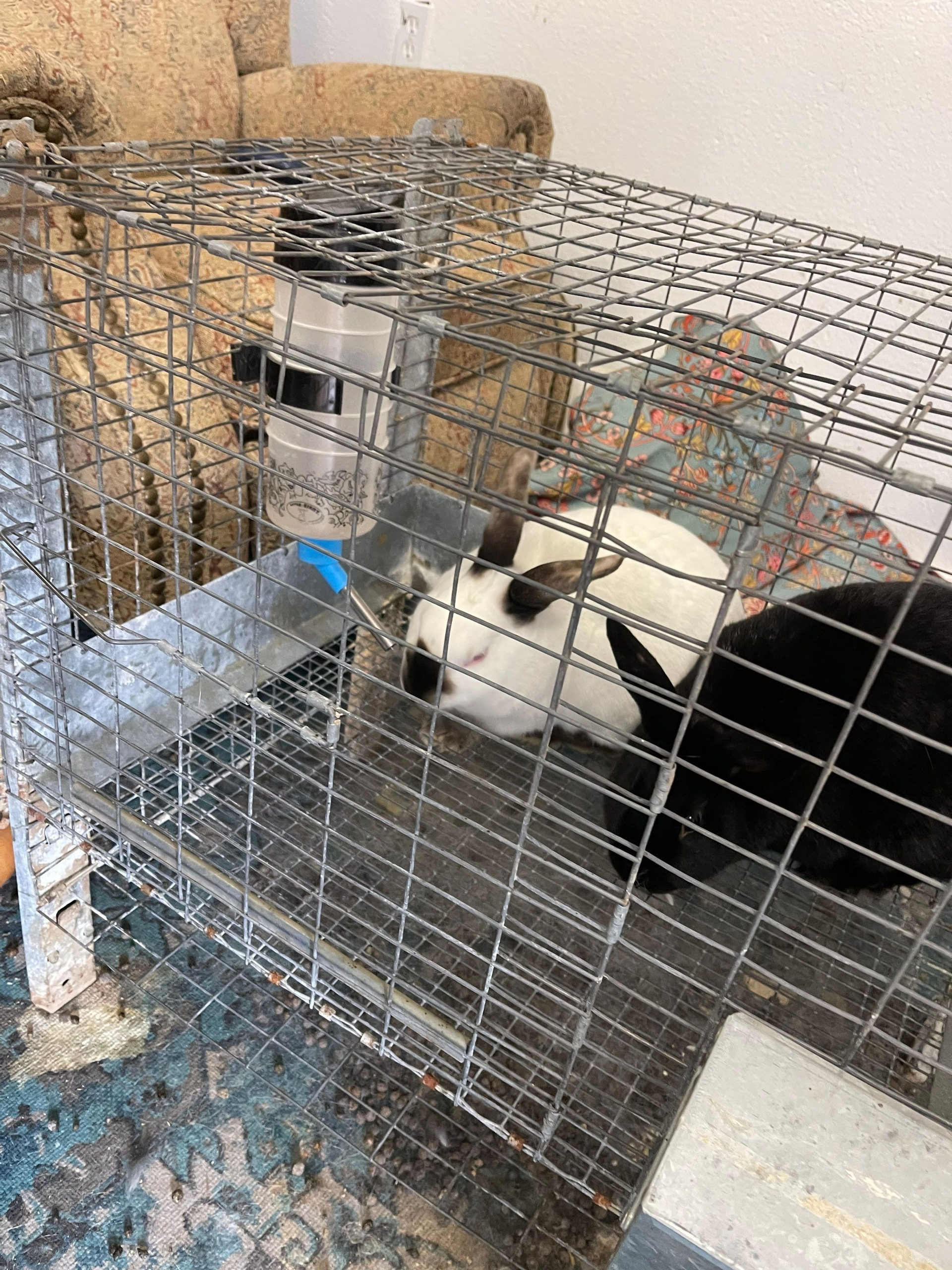 Black-and-white rabbit resting in a wire pet cage indoors