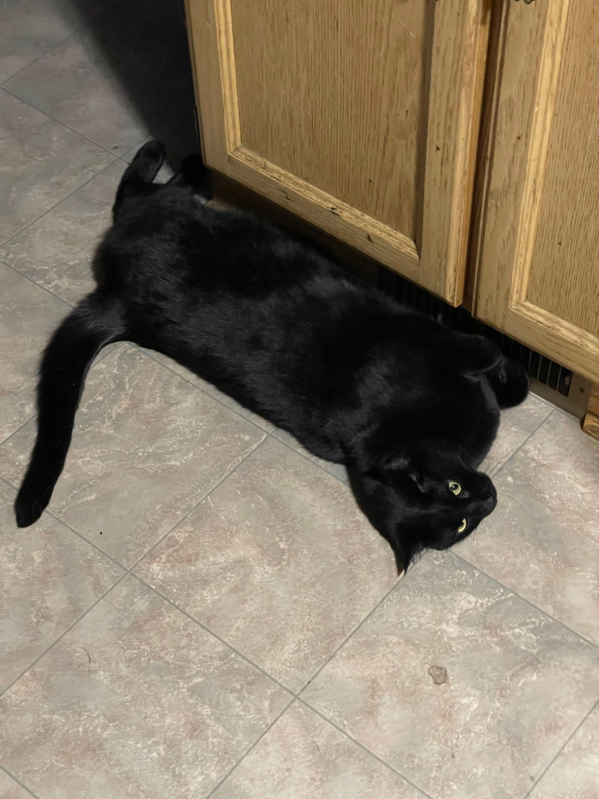 Black cat lying on a tiled floor beside wooden cabinets