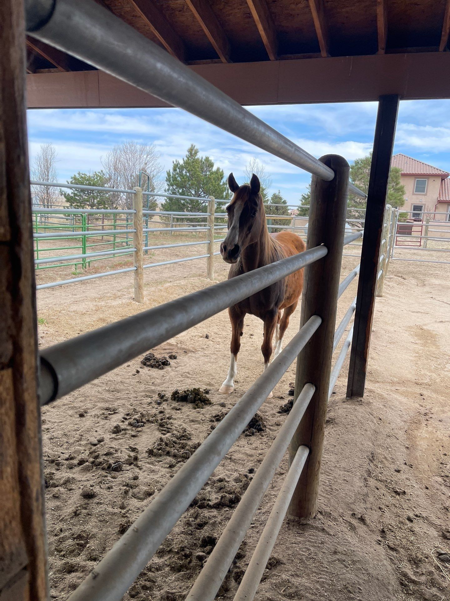 Horse standing in a covered paddock behind metal rails, facing the camera.