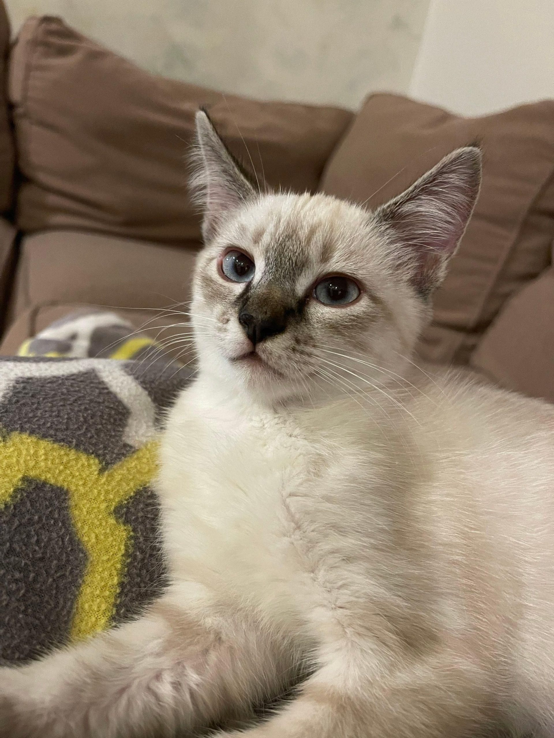 Cream-and-gray kitten sitting on a couch, looking up with wide blue eyes.