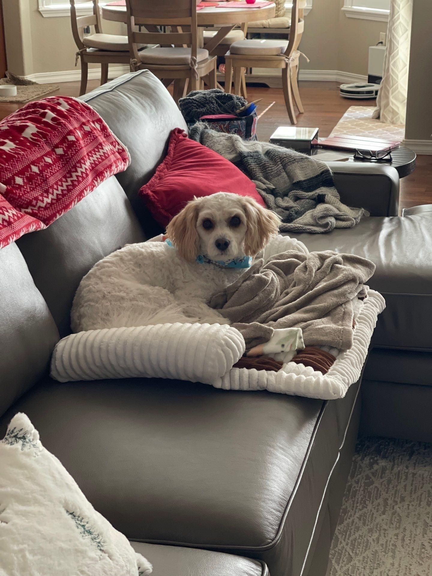 Small tan dog resting on a gray couch with blankets in a cozy living room.