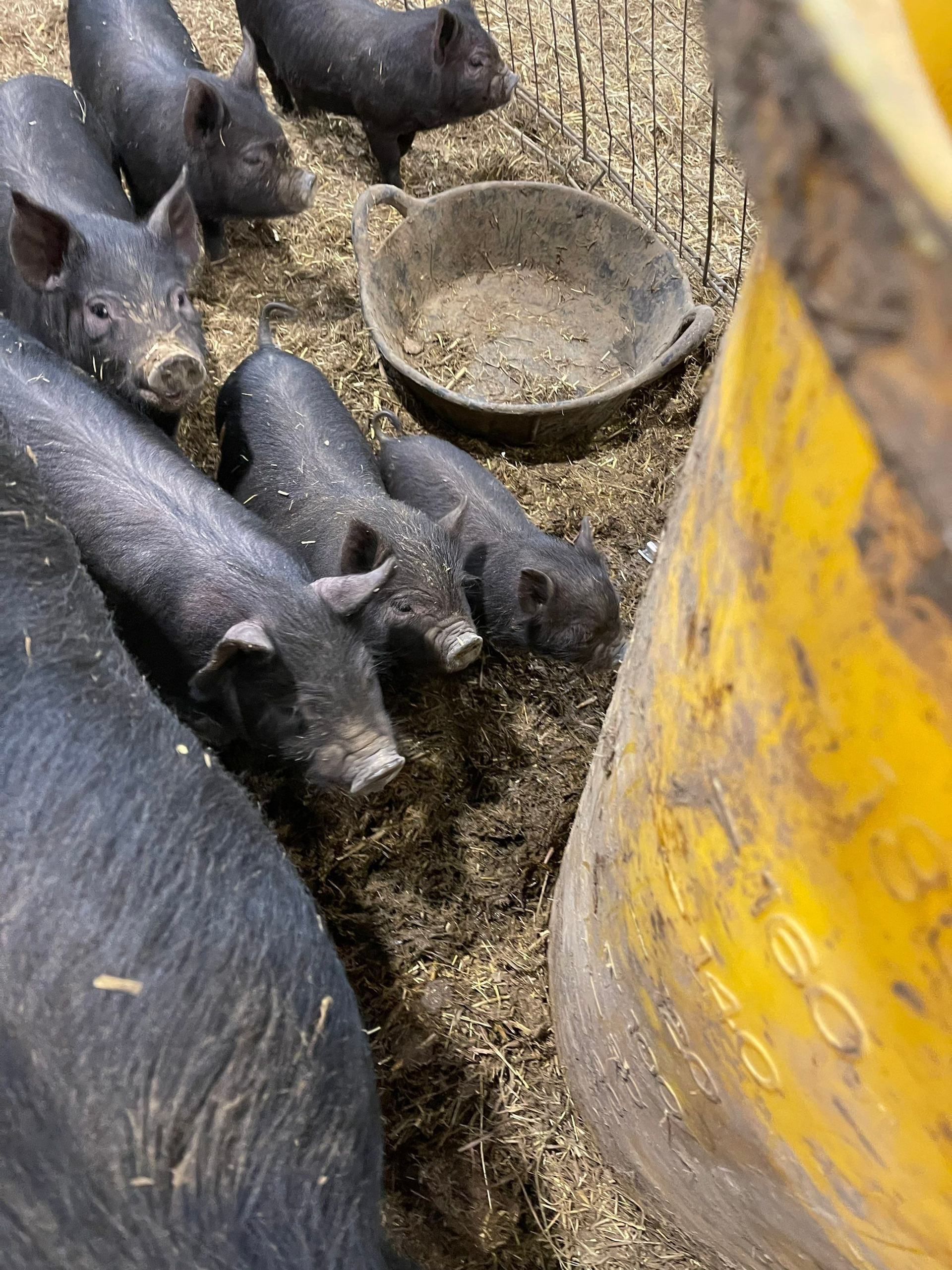 Black piglets crowded around a feed bowl beside a yellow post in a pen.