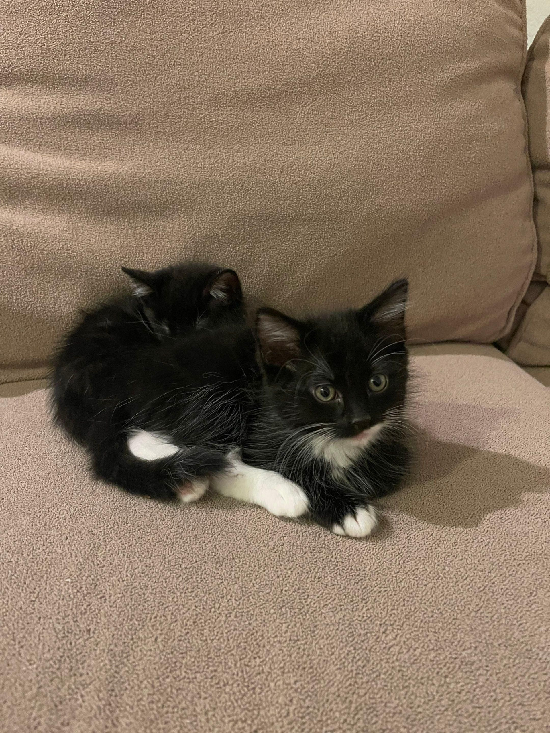 Two black-and-white kittens curled up on a beige couch