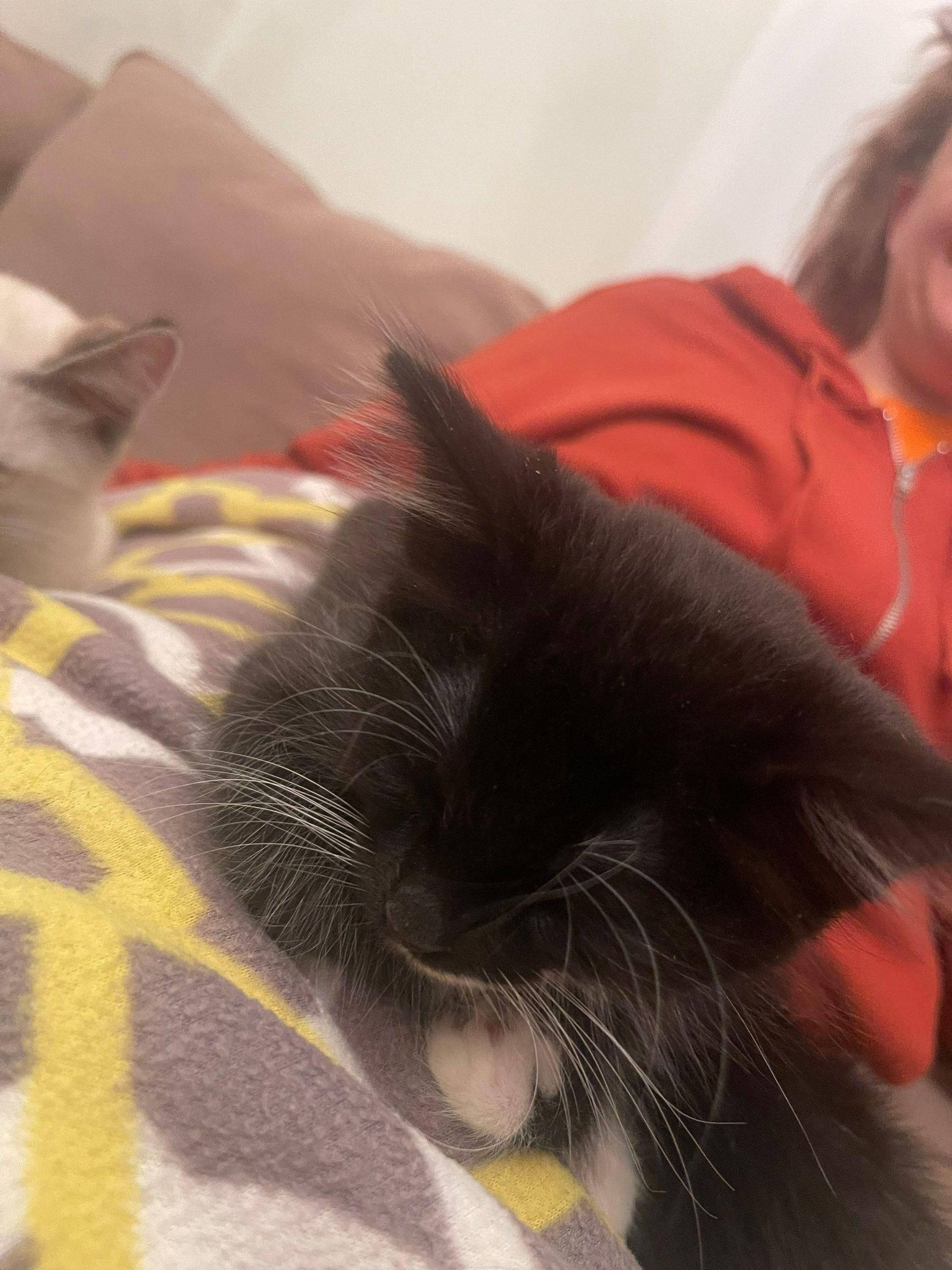 Black-and-white cat resting on a patterned blanket beside a person in a red hoodie.