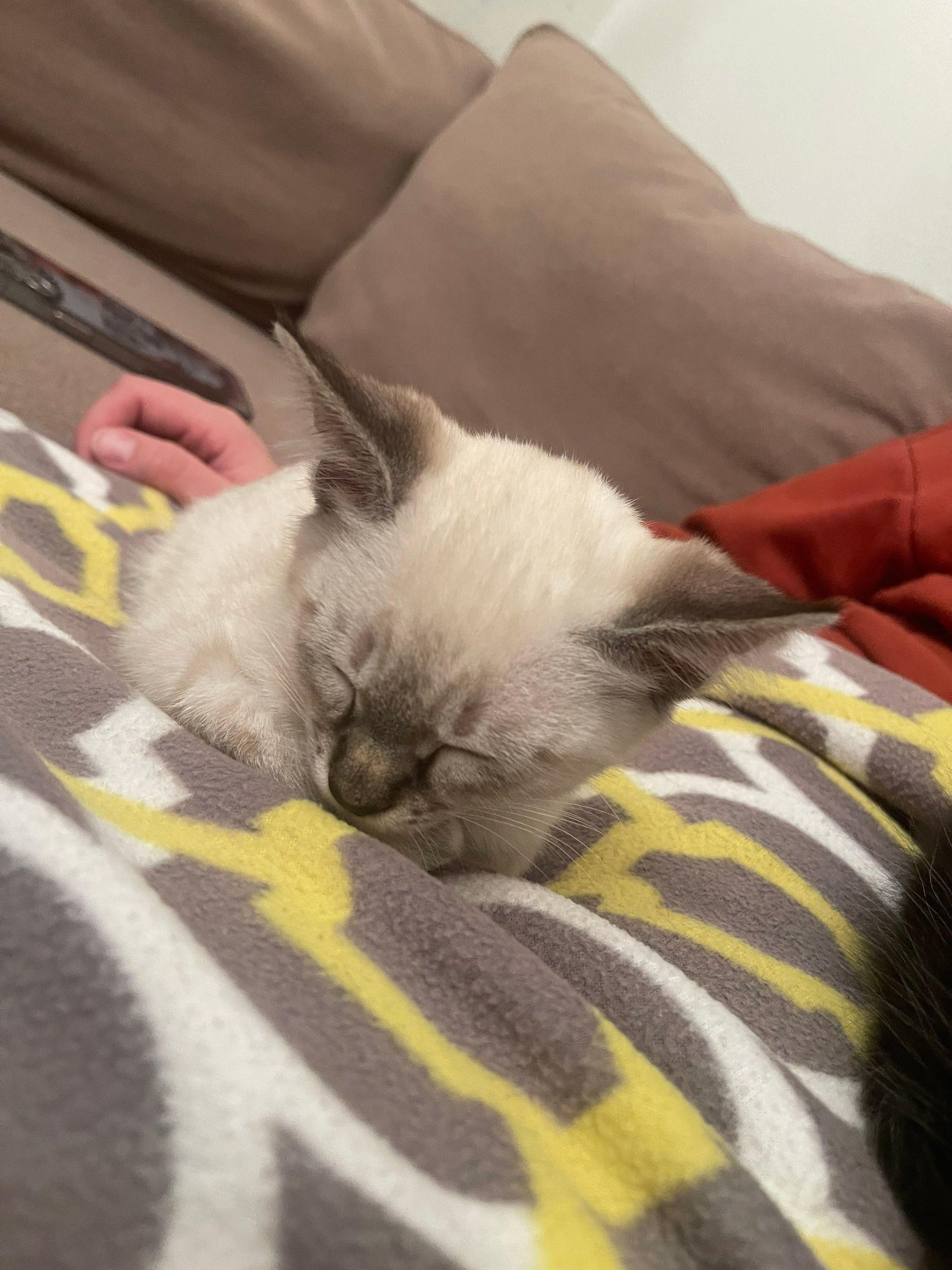 Sleeping Siamese cat curled on a patterned blanket on a couch