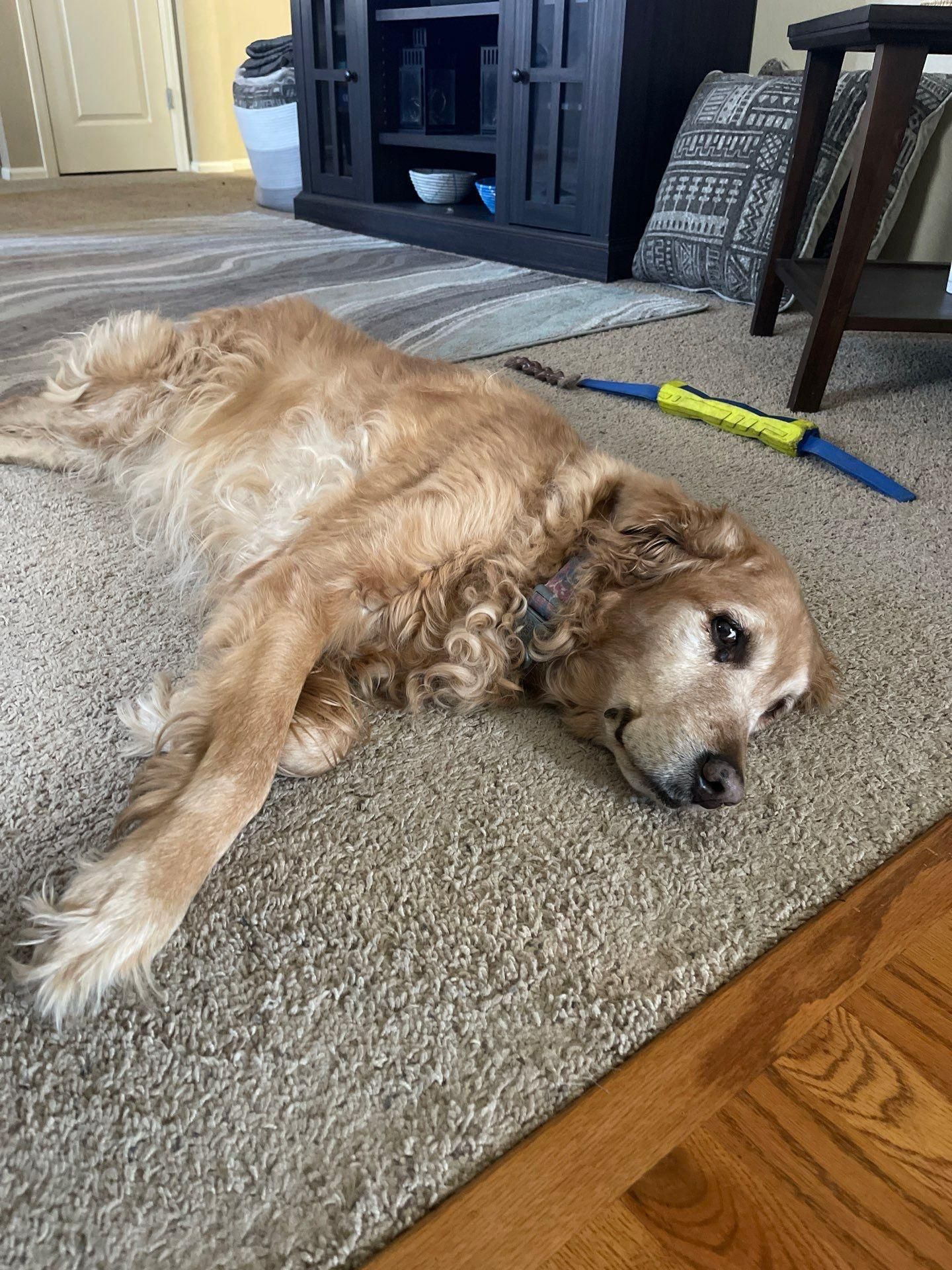 Golden retriever lying on a carpeted floor beside a blue-and-yellow toy in a living room